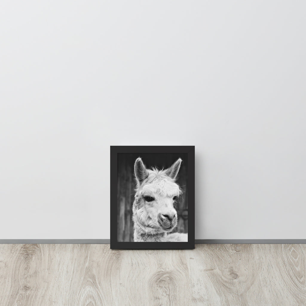 Alpaca -- High Quality -- Framed on photo paper
