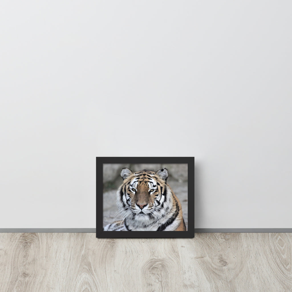Tiger -- High Quality -- Framed on photo paper