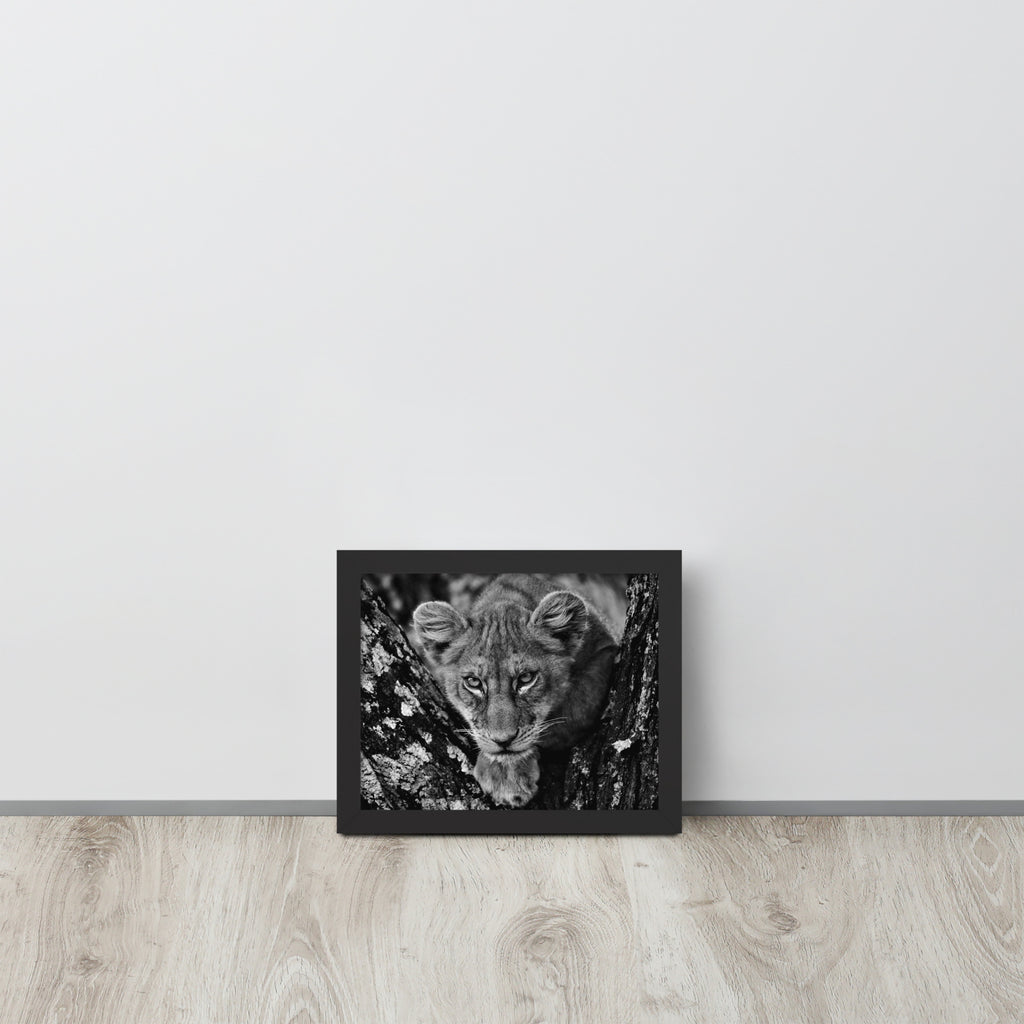 Lioness -- High Quality -- Framed on photo paper