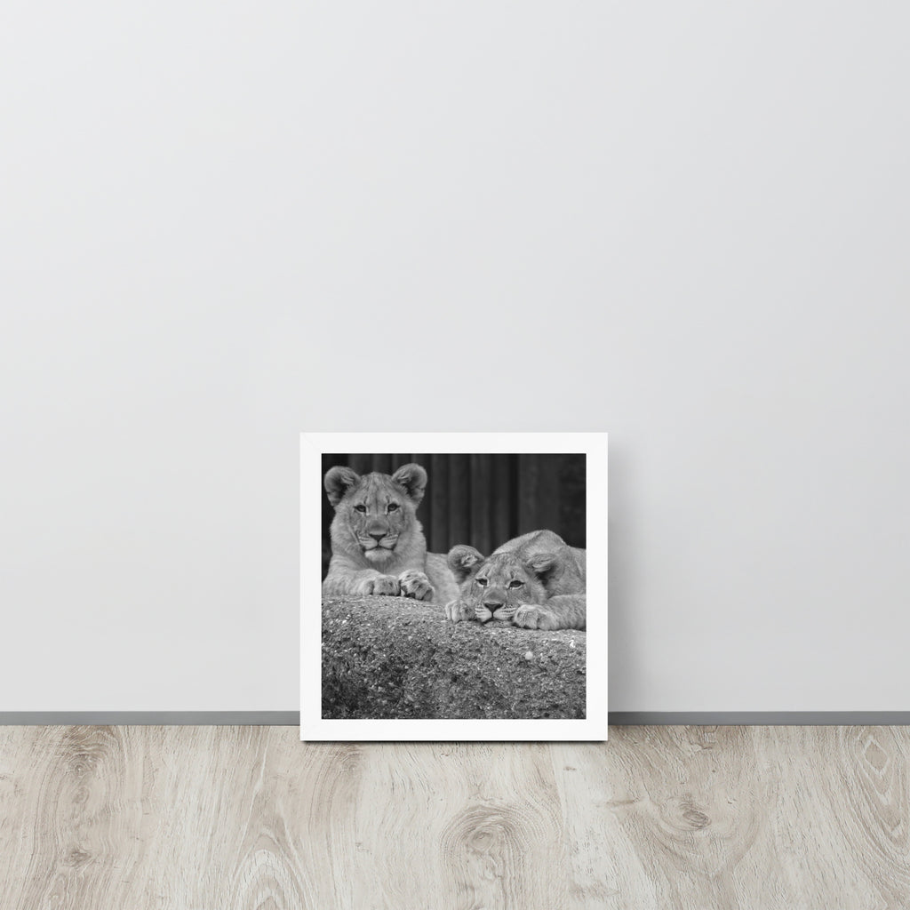 2 Young Lions -- High Quality -- Framed on photo paper