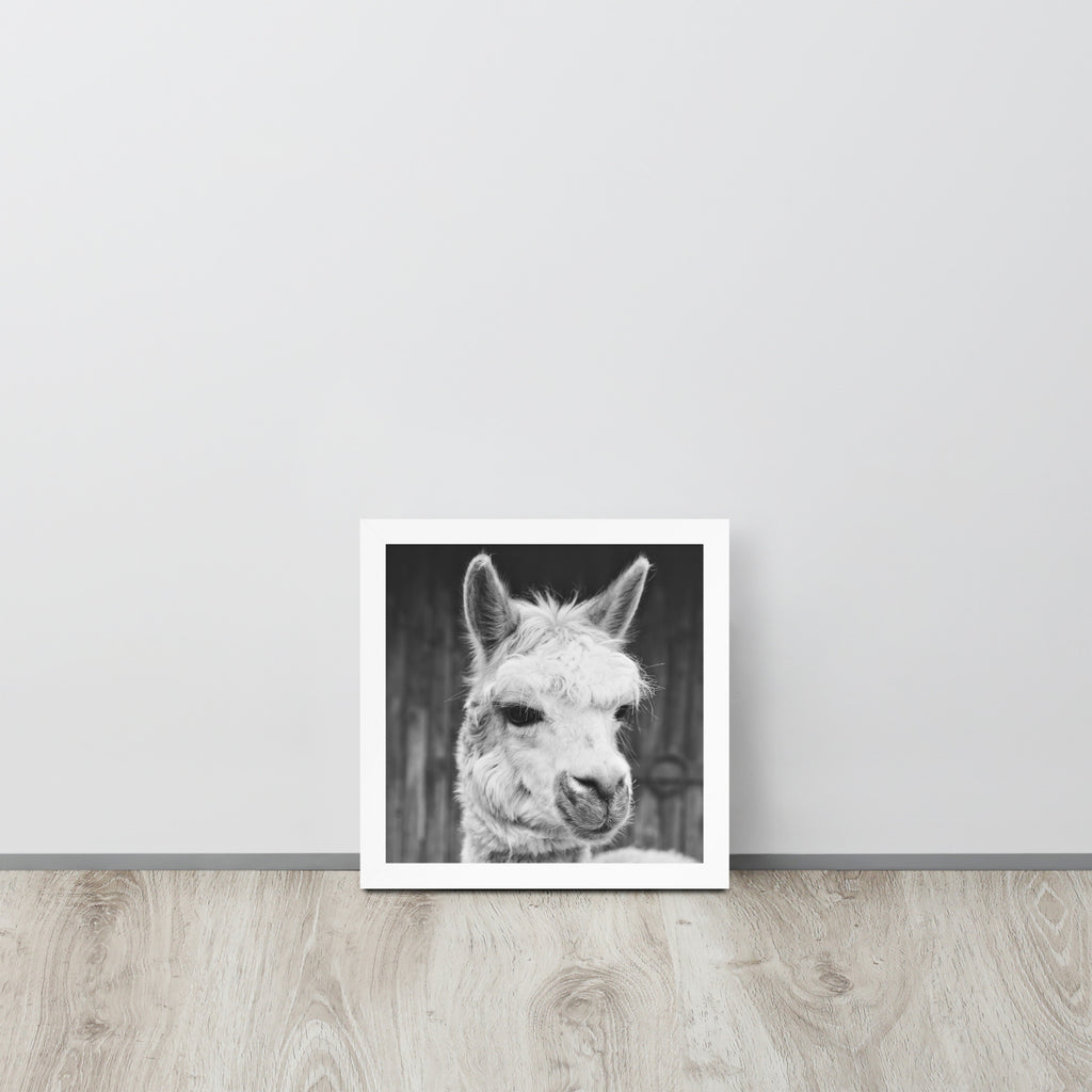 Alpaca -- High Quality -- Framed on photo paper