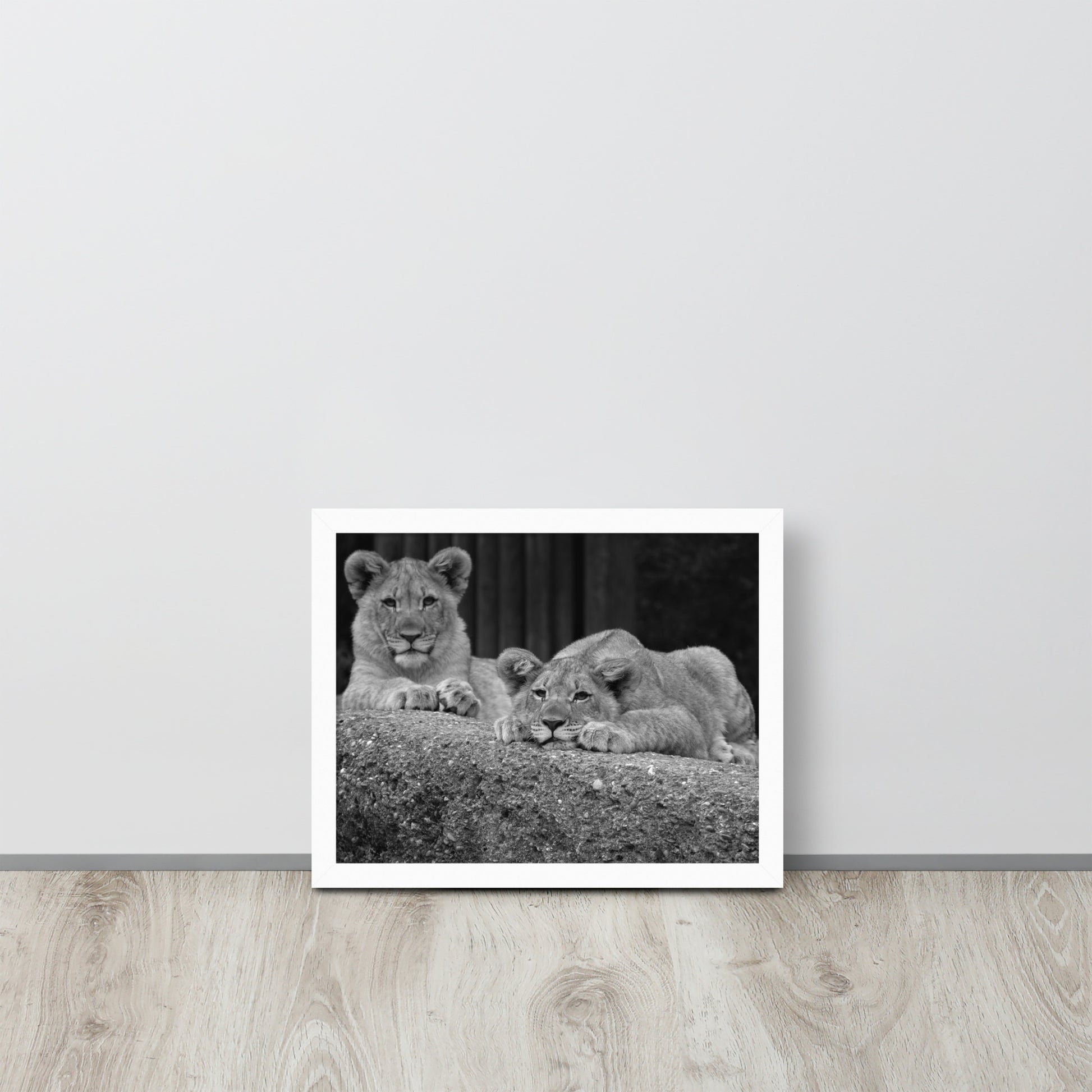 2 Young Lions -- High Quality -- Framed on photo paper