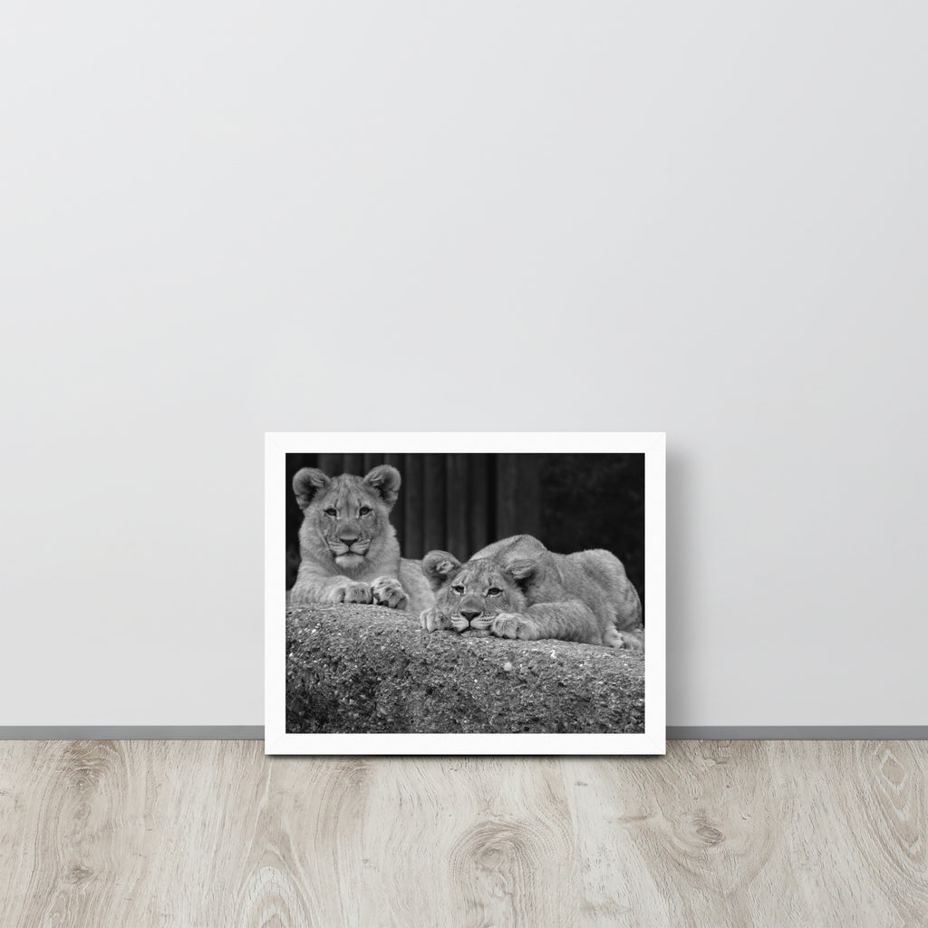 2 Young Lions -- High Quality -- Framed on photo paper