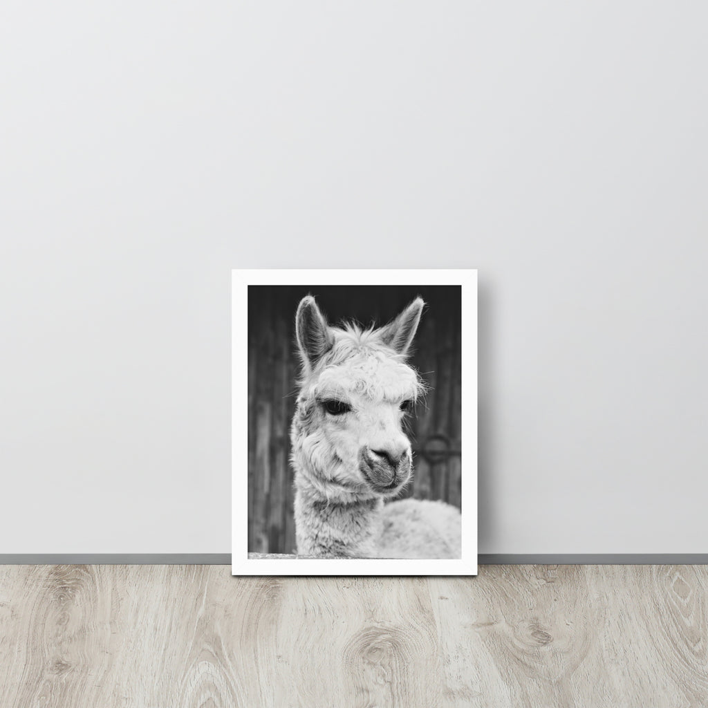 Alpaca -- High Quality -- Framed on photo paper