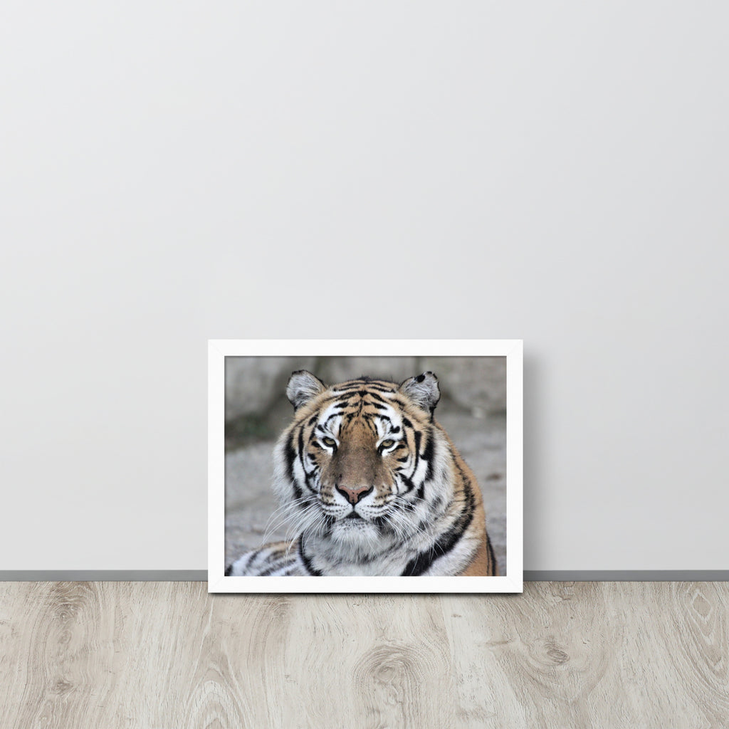Tiger -- High Quality -- Framed on photo paper