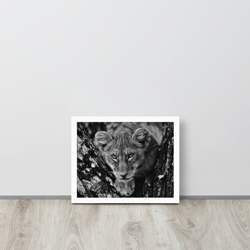 Lioness -- High Quality -- Framed on photo paper