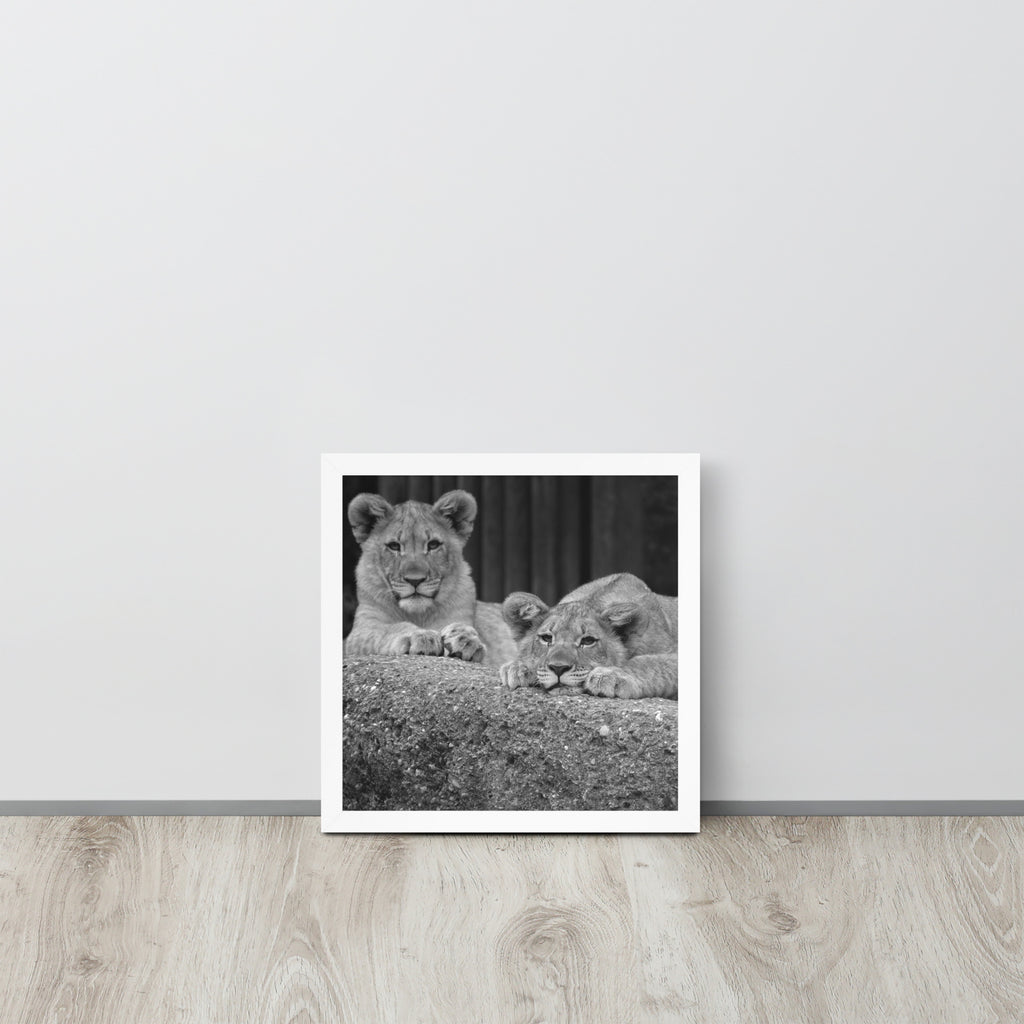2 Young Lions -- High Quality -- Framed on photo paper