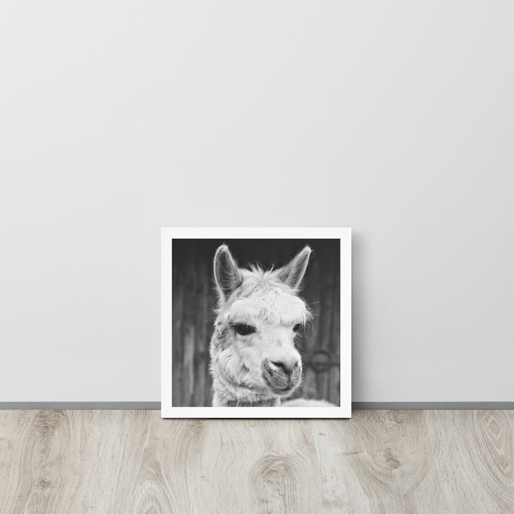 Alpaca -- High Quality -- Framed on photo paper