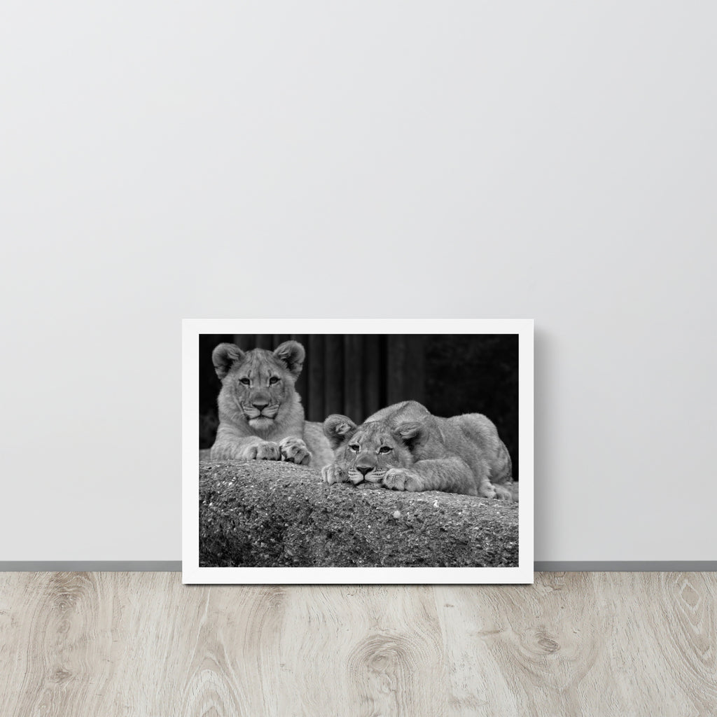 2 Young Lions -- High Quality -- Framed on photo paper