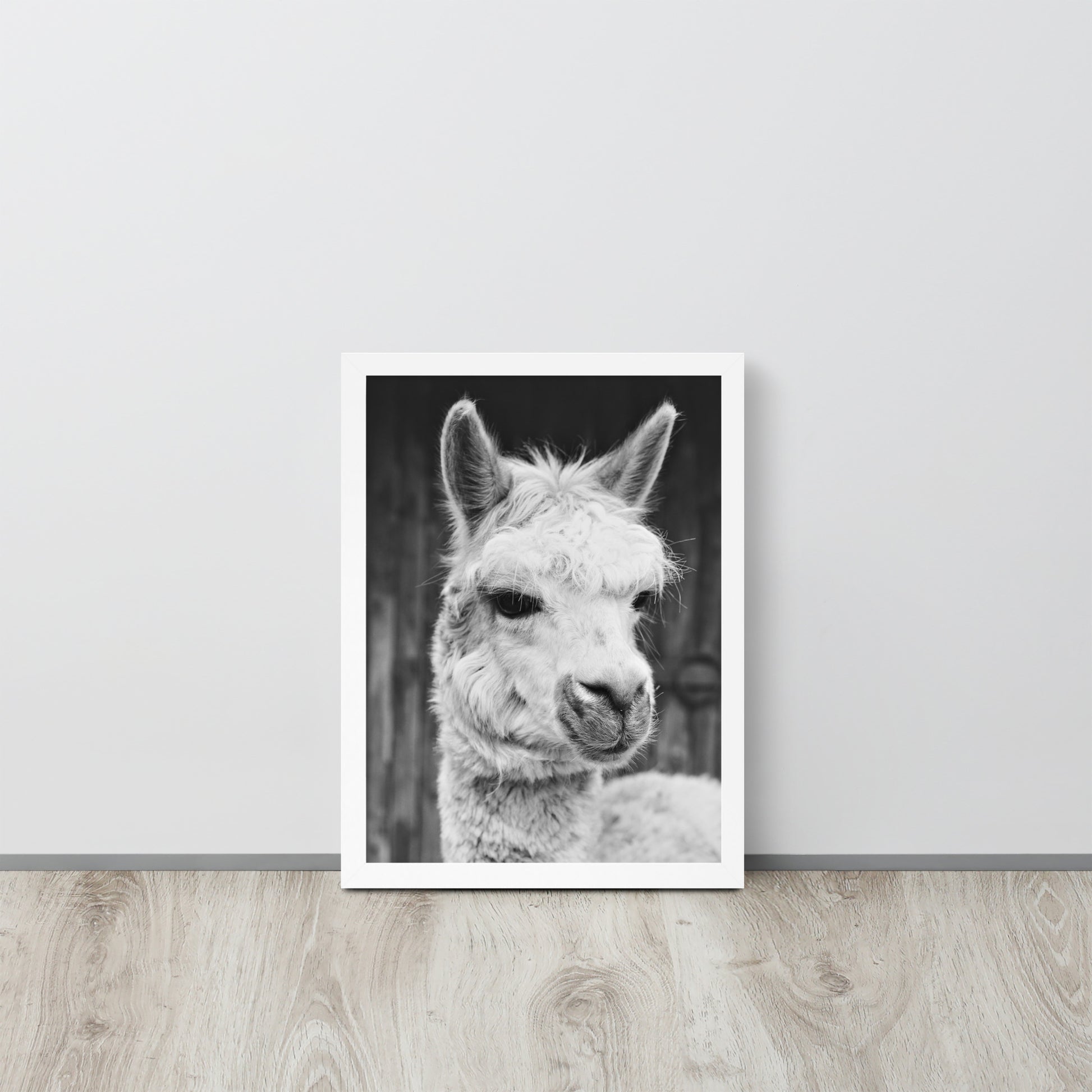 Alpaca -- High Quality -- Framed on photo paper