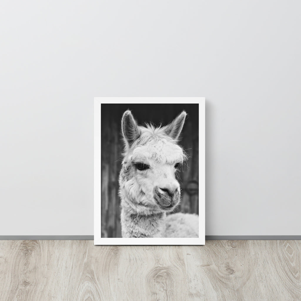 Alpaca -- High Quality -- Framed on photo paper
