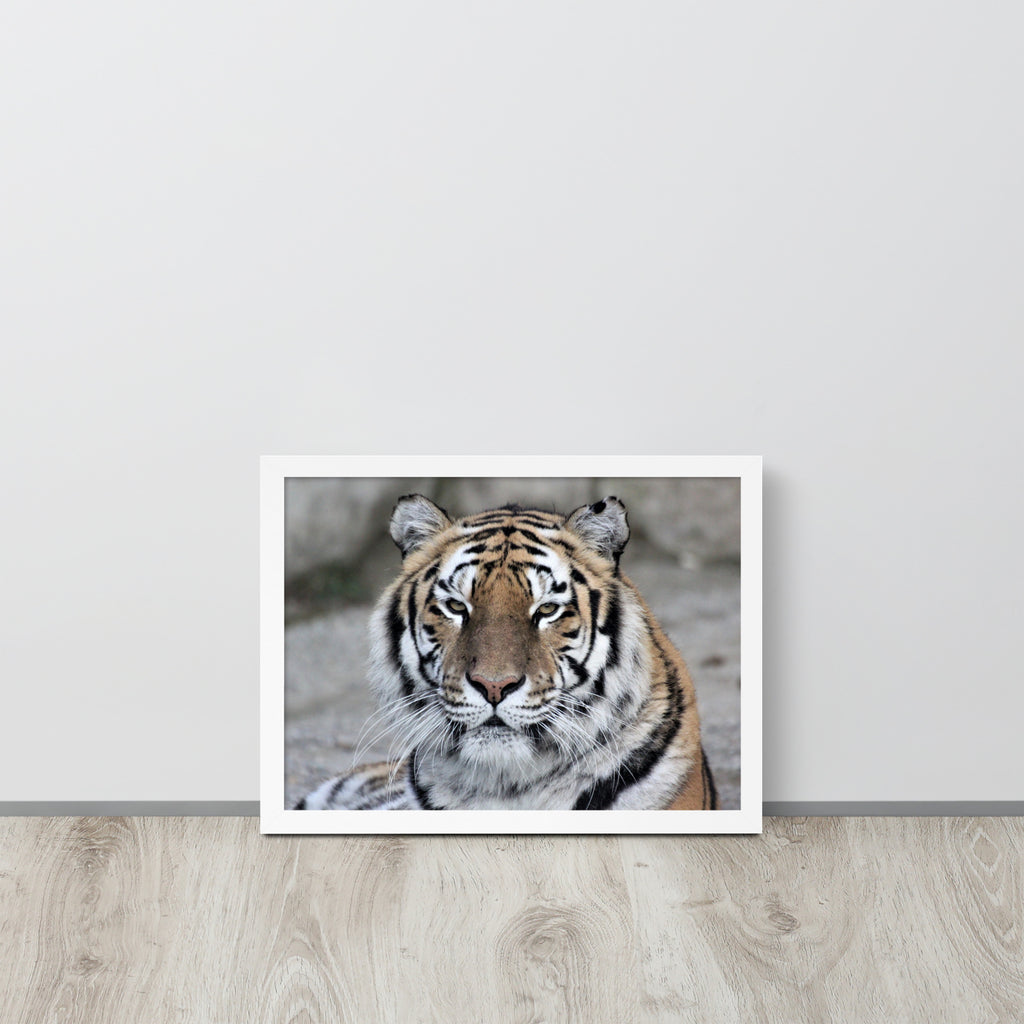 Tiger -- High Quality -- Framed on photo paper