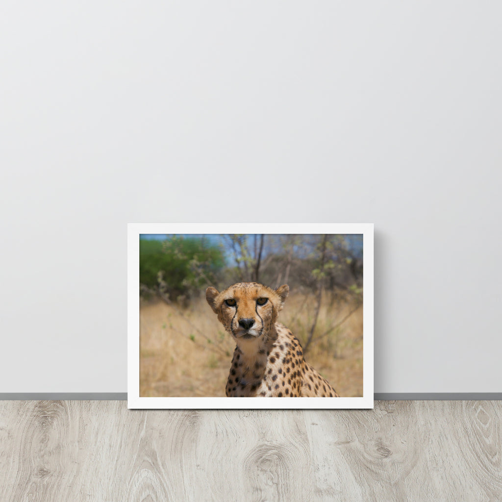 Leopard -- High Quality -- Framed on photo paper