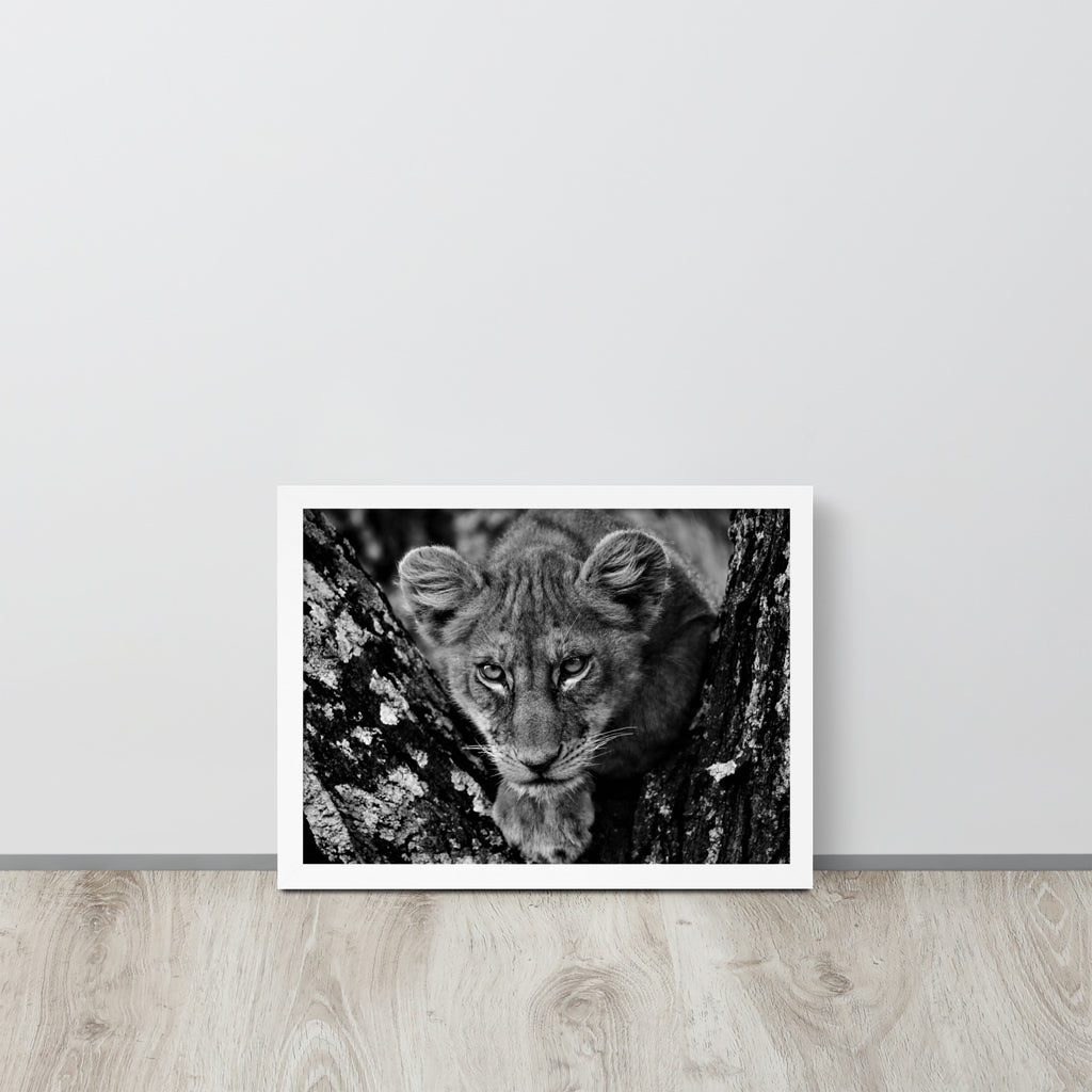 Lioness -- High Quality -- Framed on photo paper