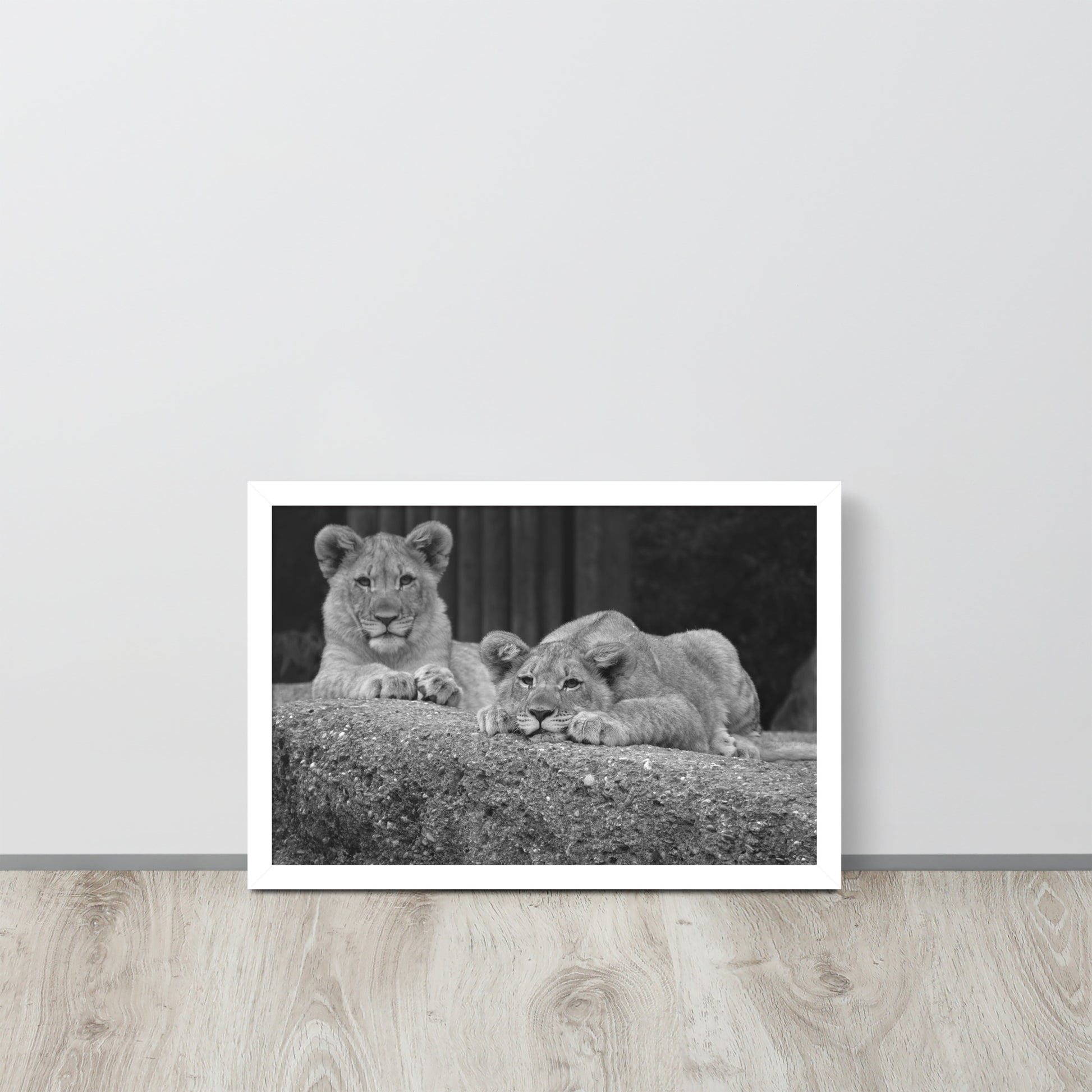 2 Young Lions -- High Quality -- Framed on photo paper