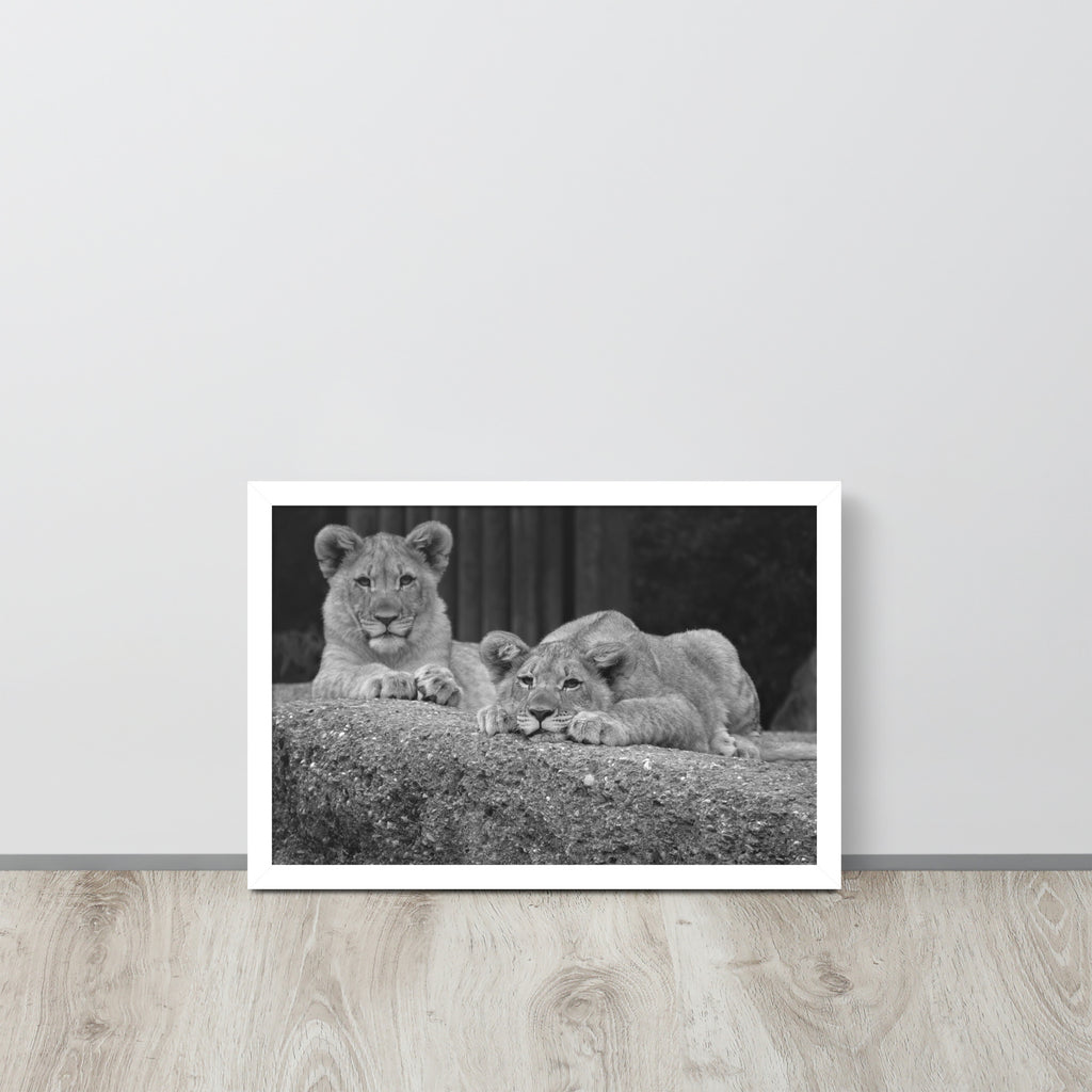2 Young Lions -- High Quality -- Framed on photo paper