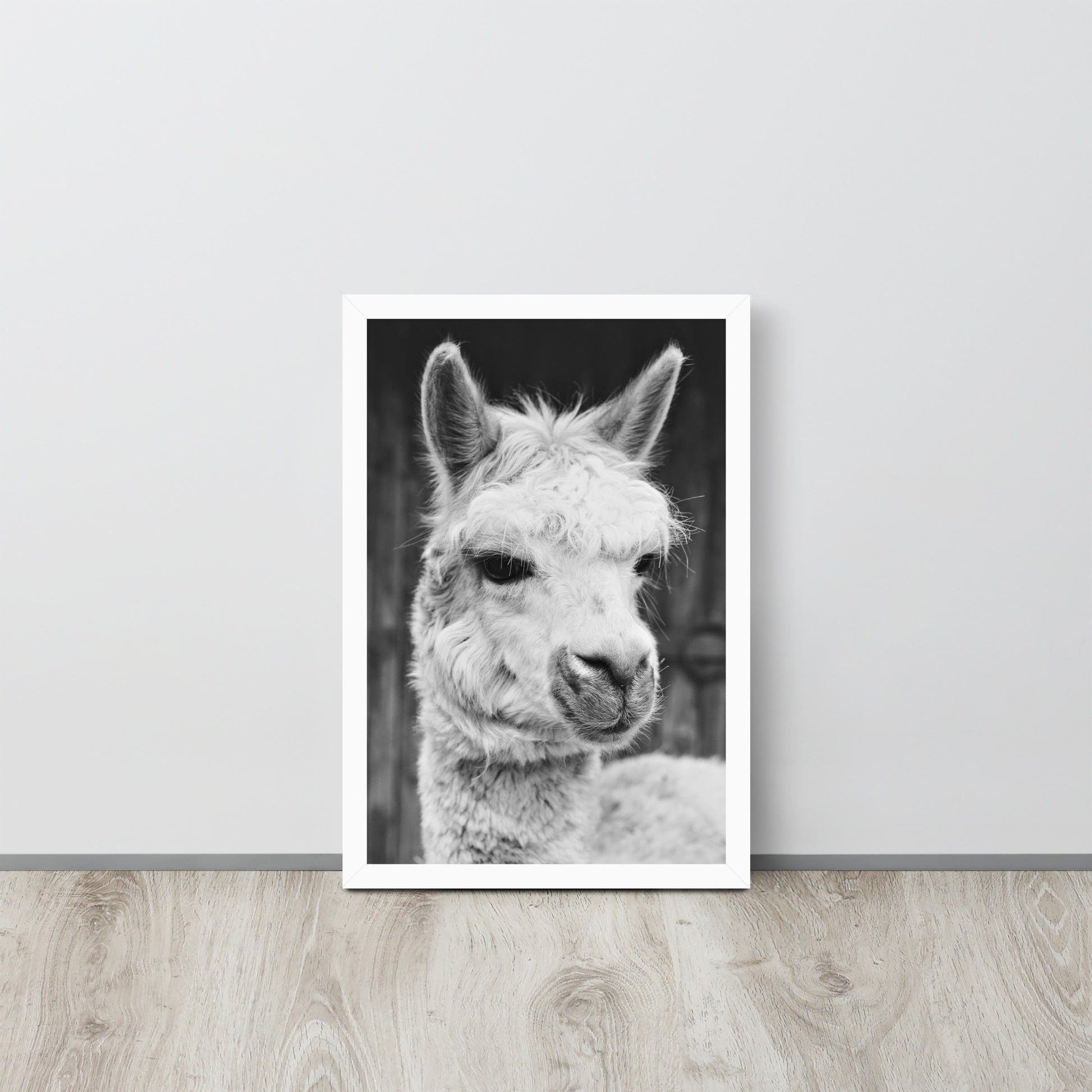 Alpaca -- High Quality -- Framed on photo paper