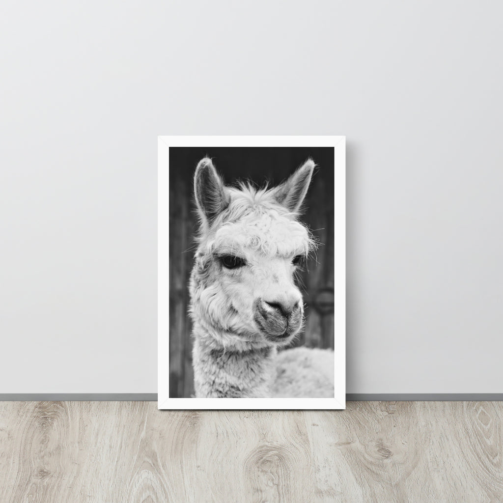 Alpaca -- High Quality -- Framed on photo paper