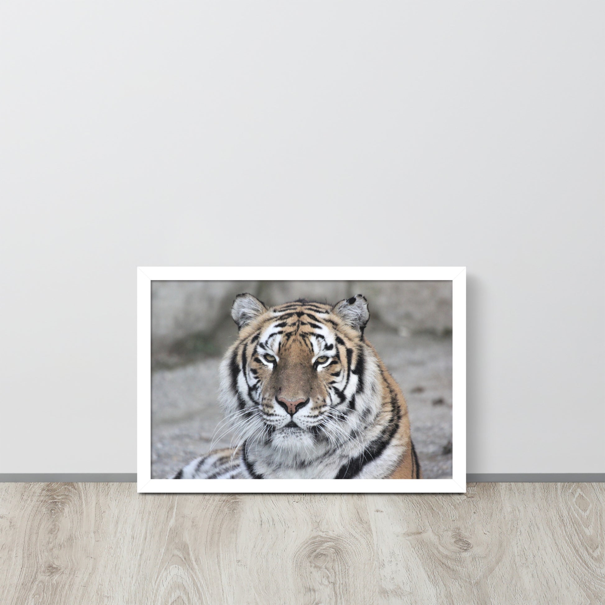 Tiger -- High Quality -- Framed on photo paper