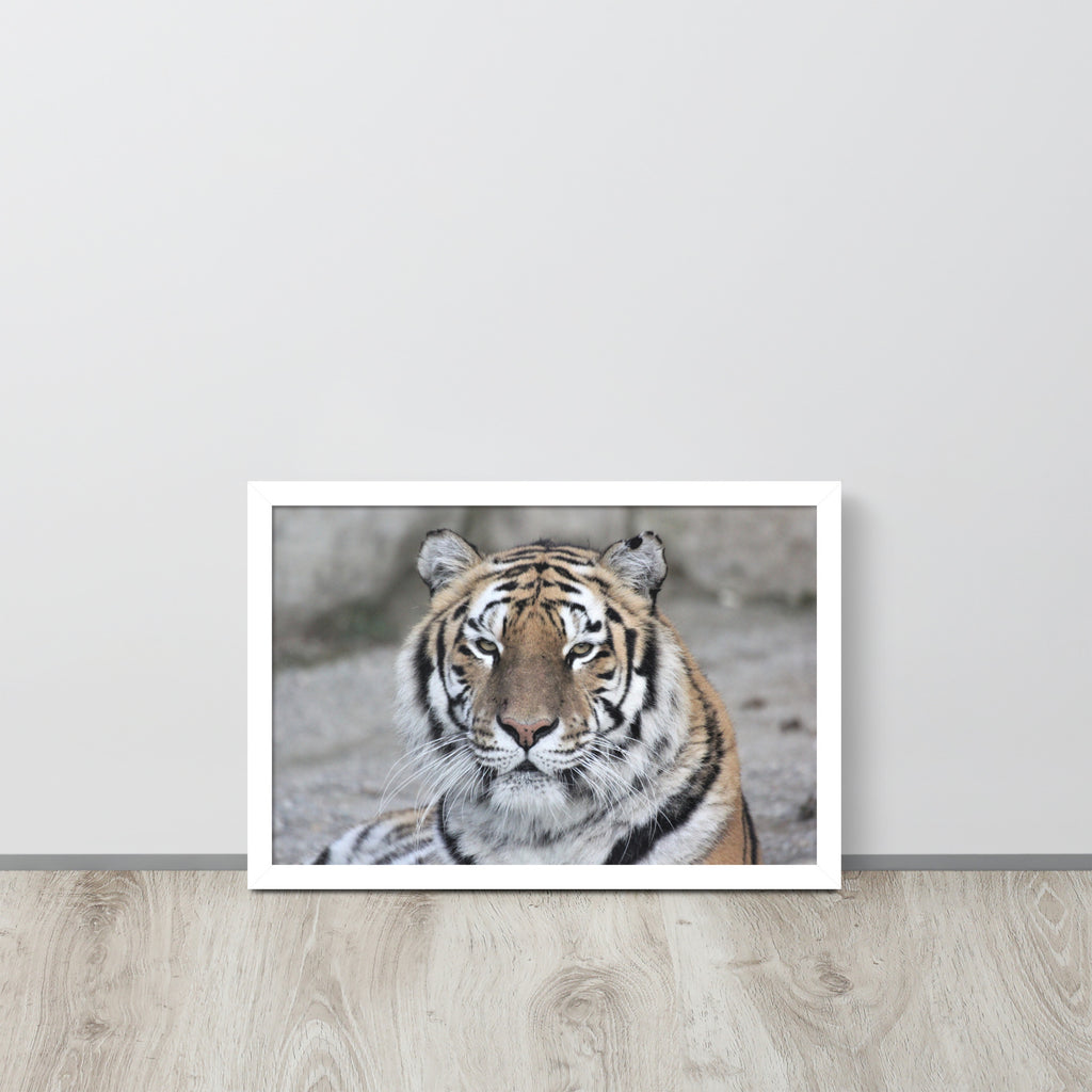Tiger -- High Quality -- Framed on photo paper