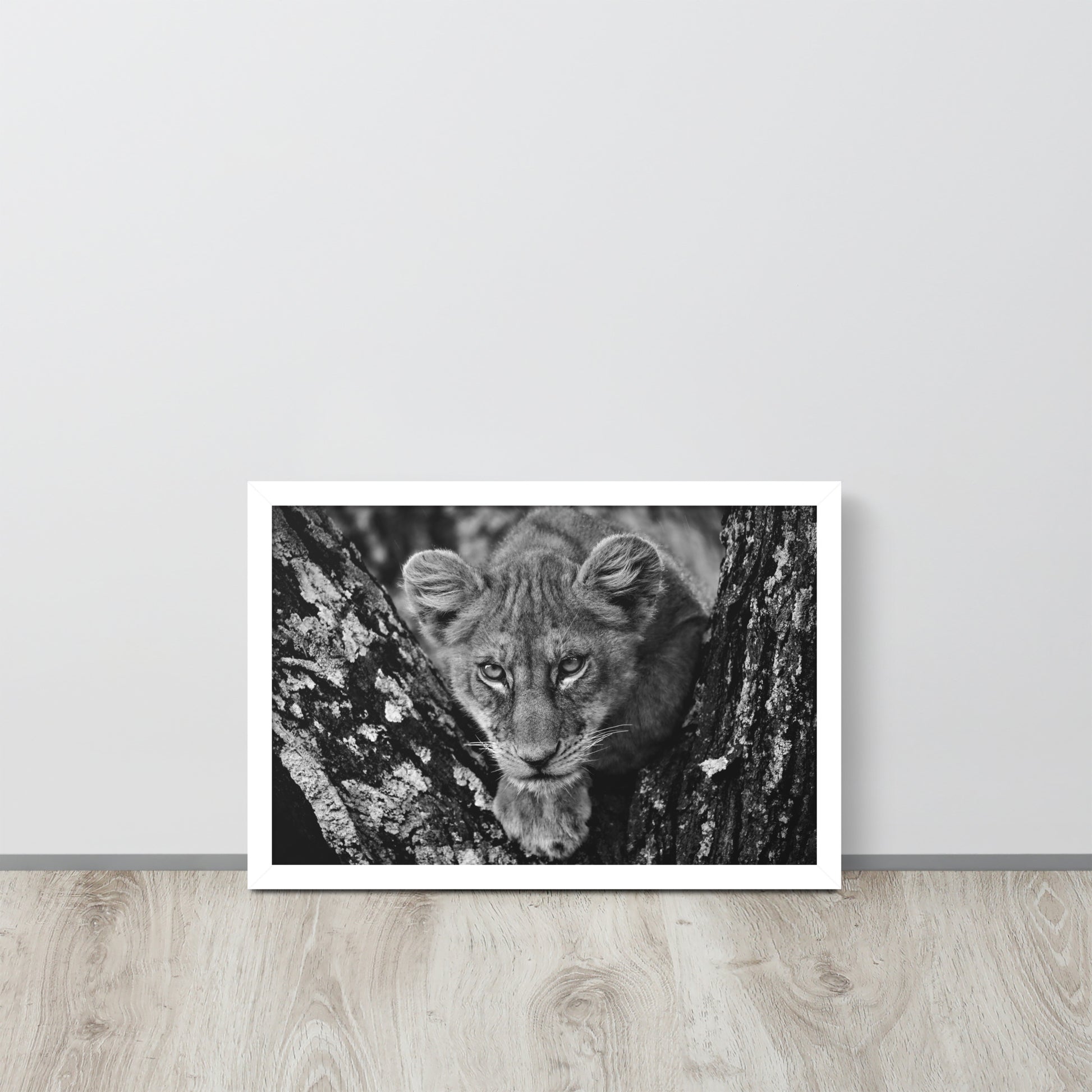 Lioness -- High Quality -- Framed on photo paper