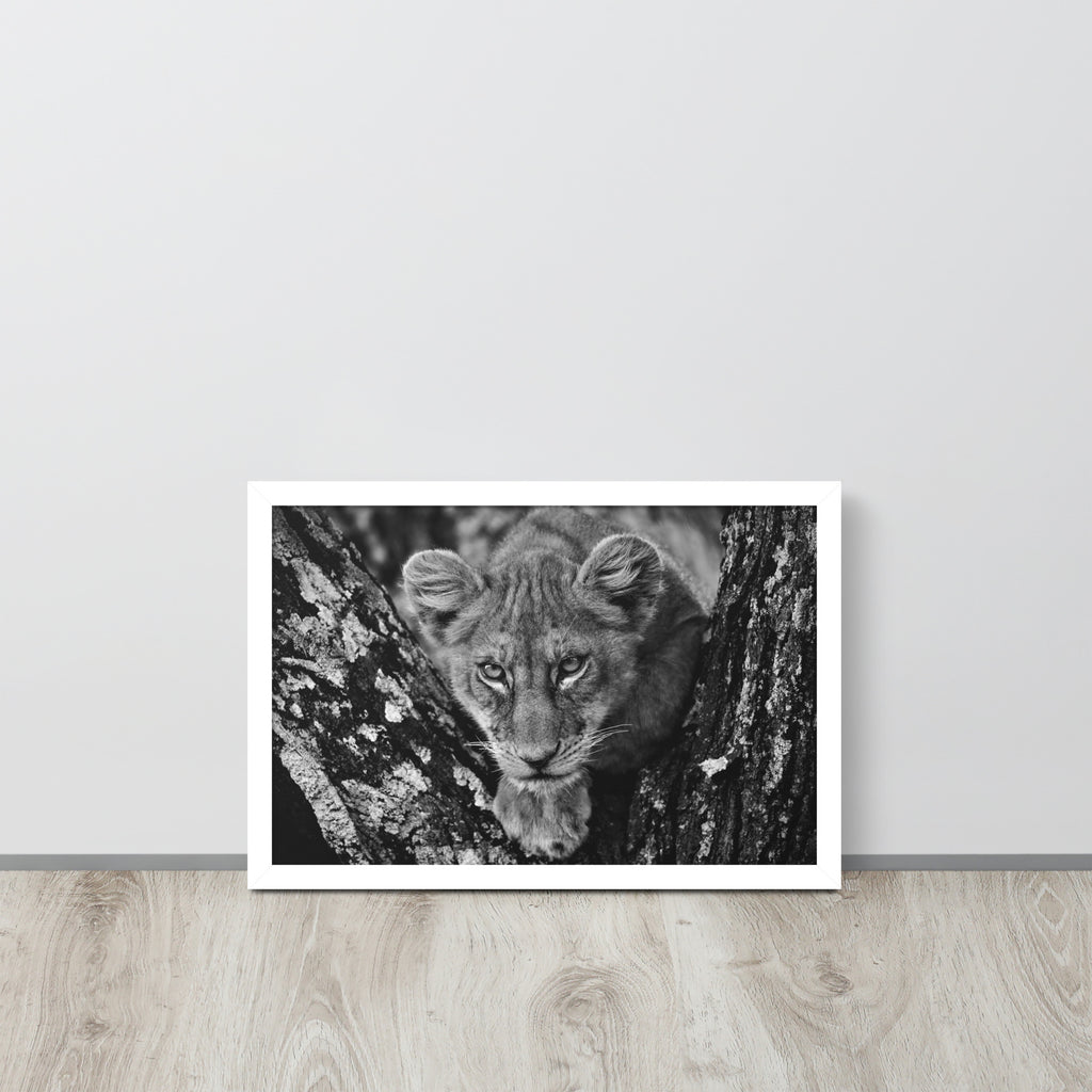 Lioness -- High Quality -- Framed on photo paper