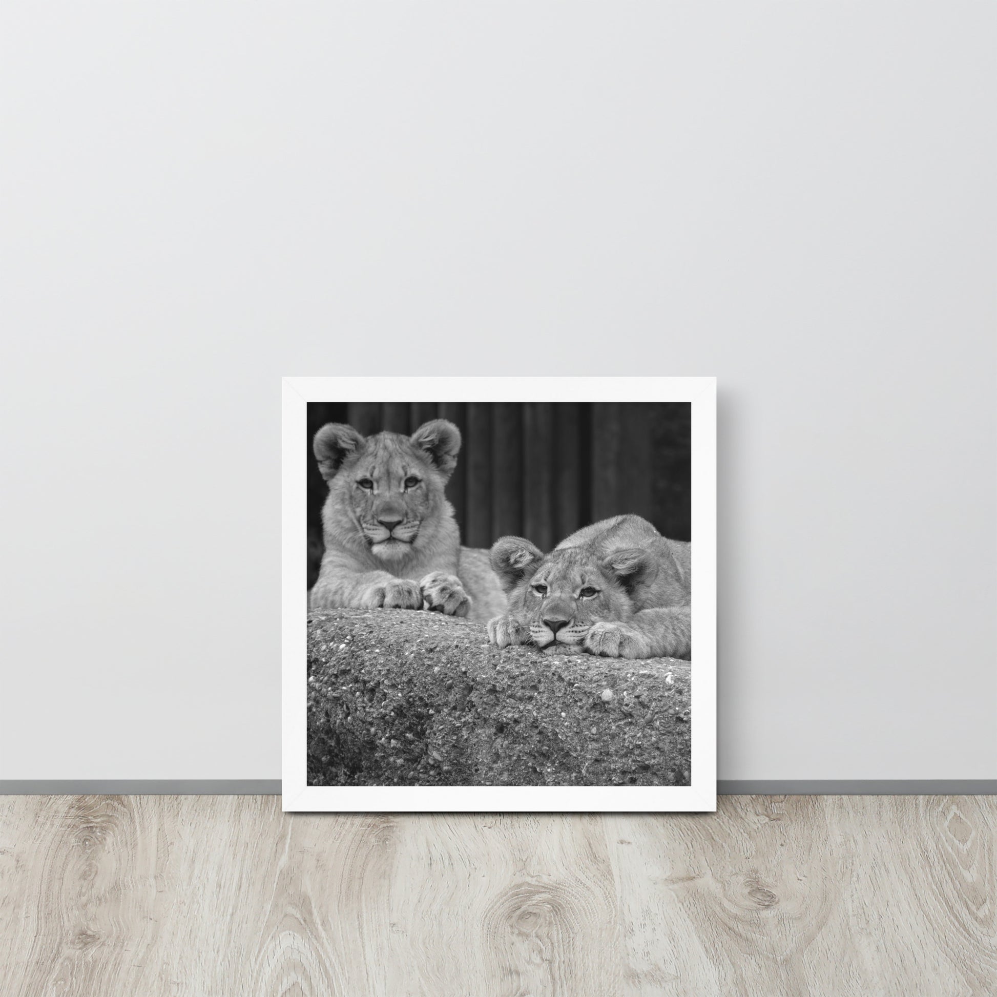 2 Young Lions -- High Quality -- Framed on photo paper