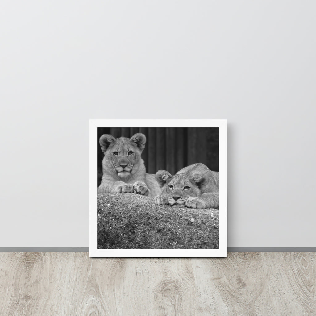 2 Young Lions -- High Quality -- Framed on photo paper