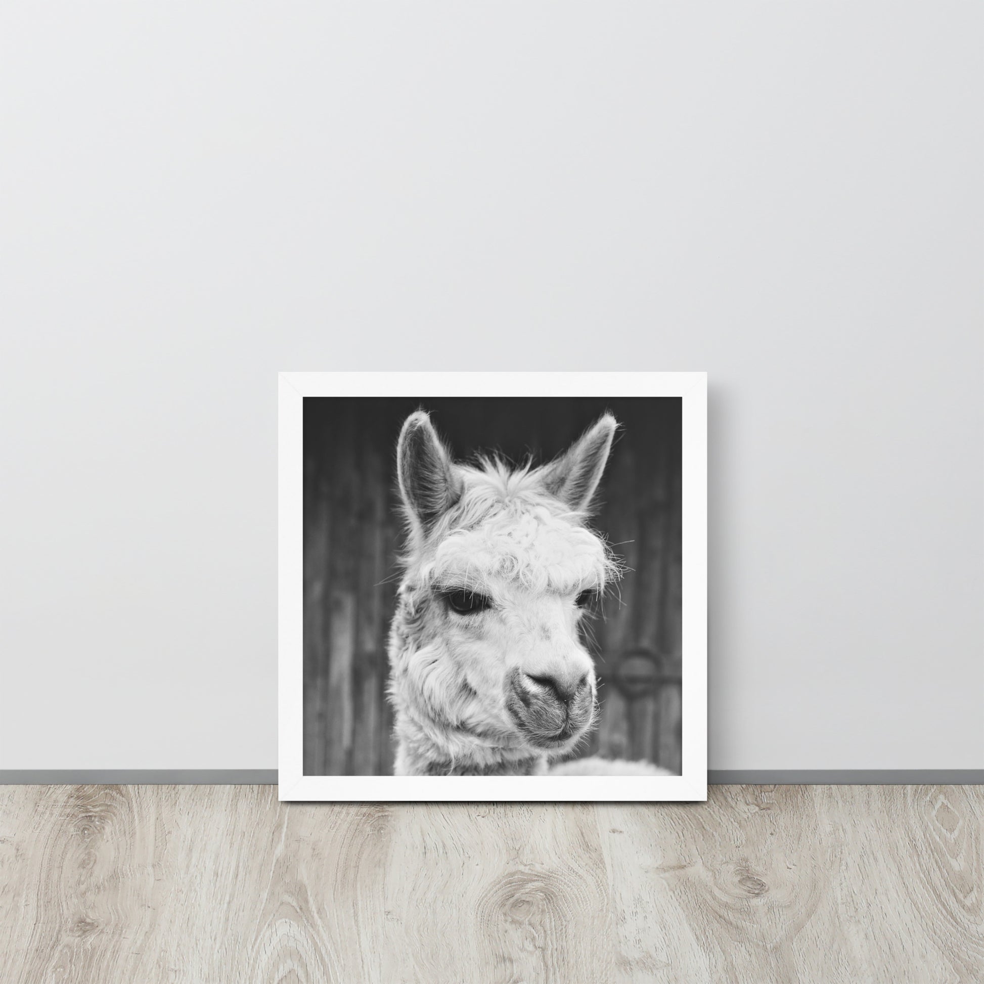 Alpaca -- High Quality -- Framed on photo paper