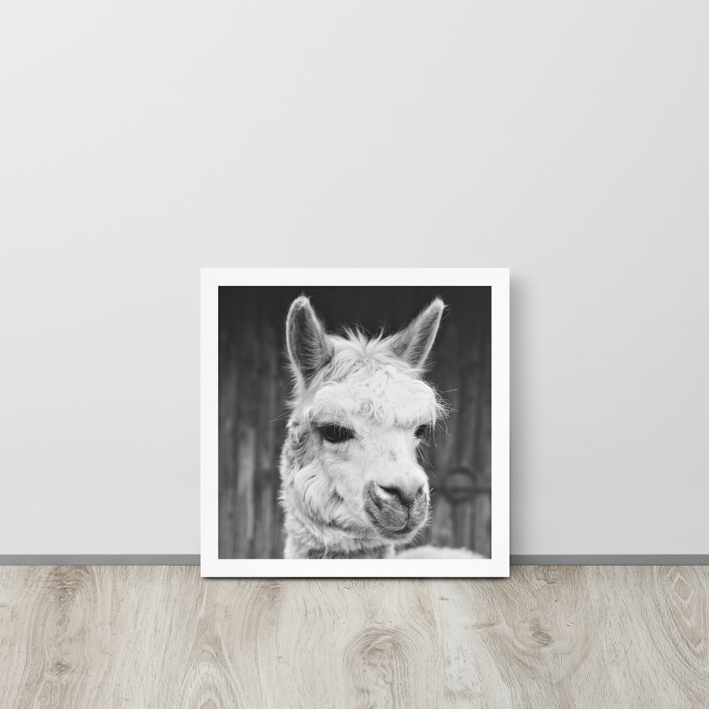 Alpaca -- High Quality -- Framed on photo paper