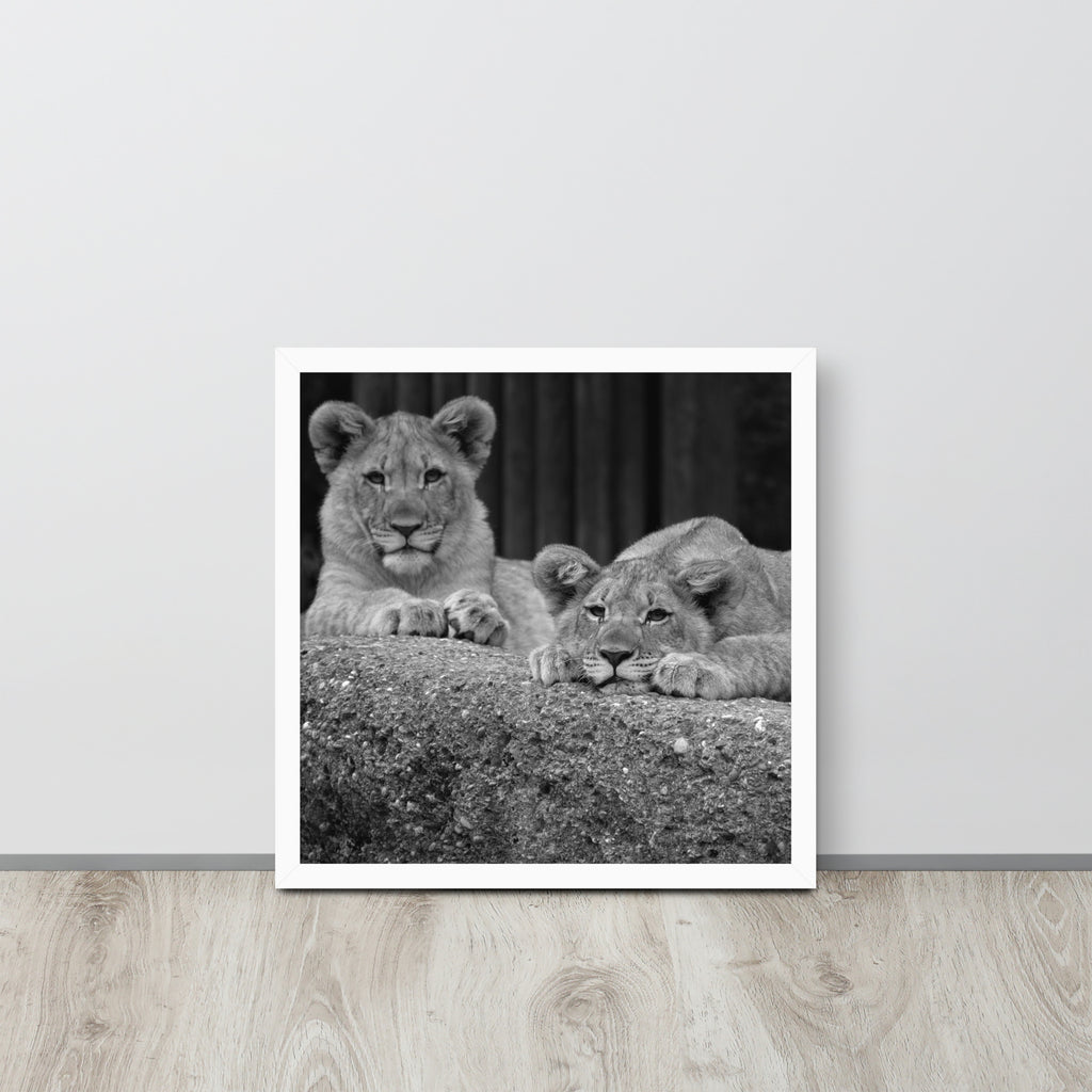 2 Young Lions -- High Quality -- Framed on photo paper