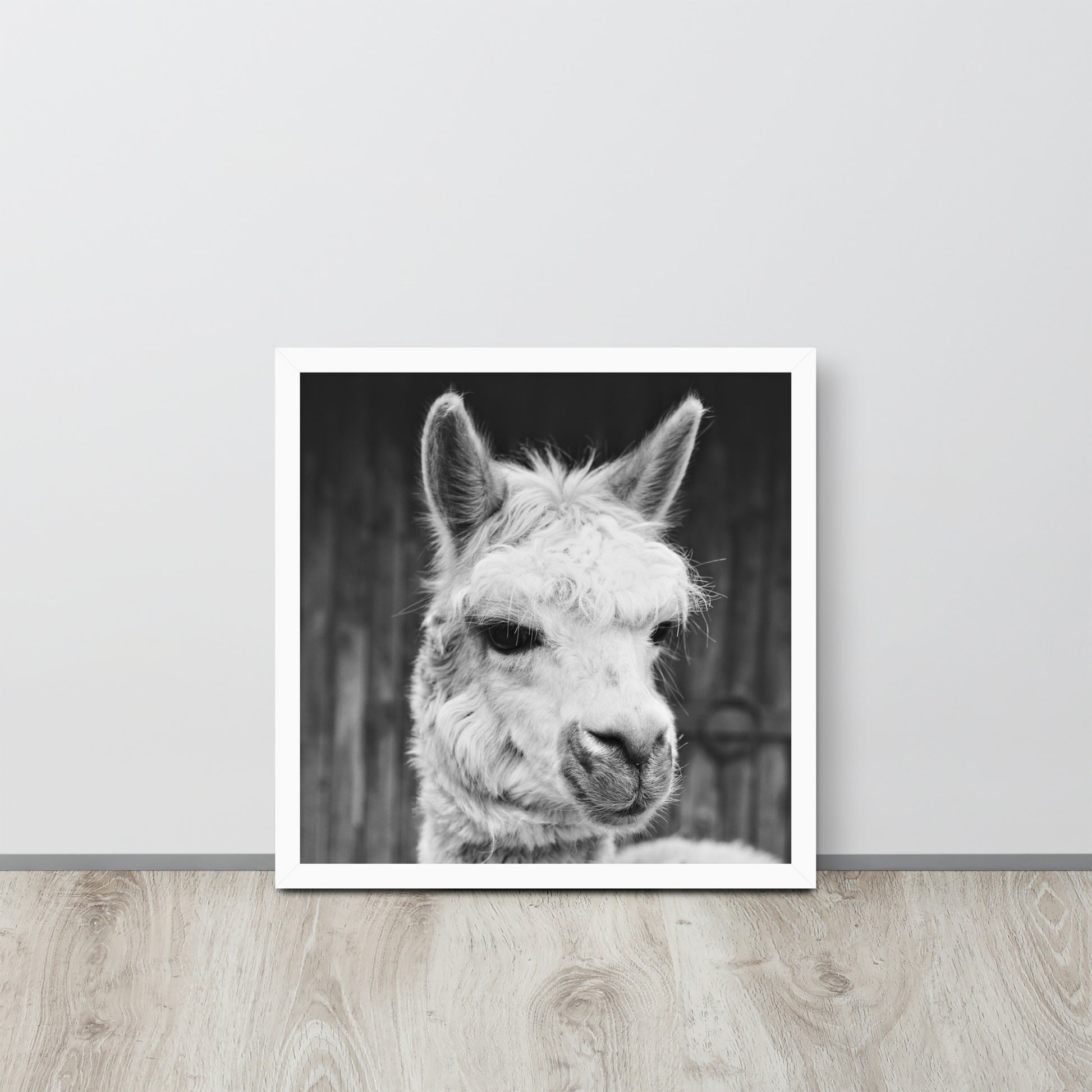 Alpaca -- High Quality -- Framed on photo paper