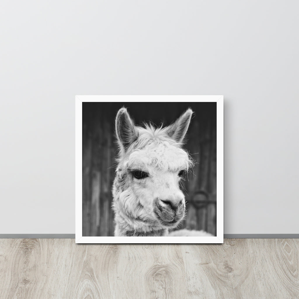 Alpaca -- High Quality -- Framed on photo paper
