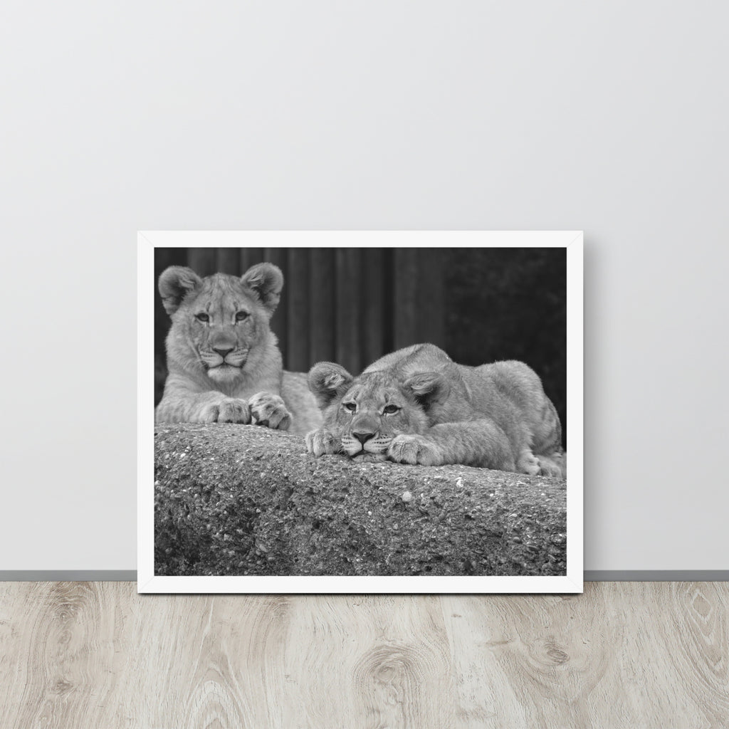 2 Young Lions -- High Quality -- Framed on photo paper