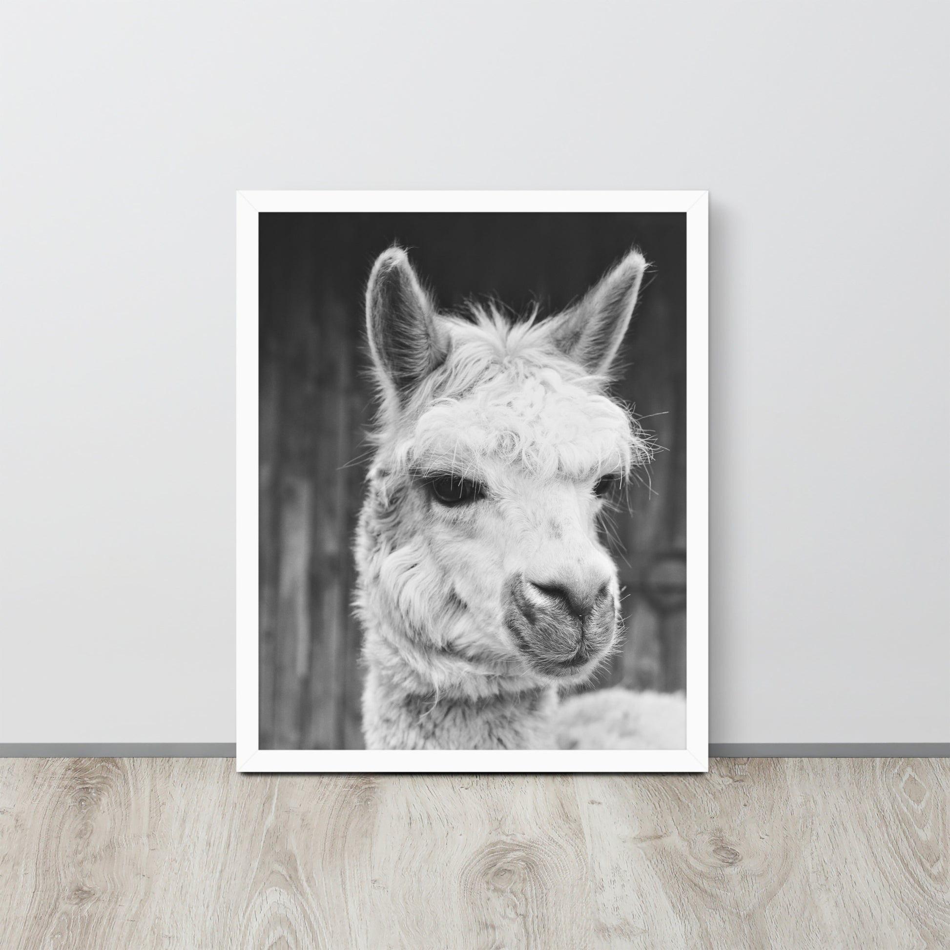 Alpaca -- High Quality -- Framed on photo paper