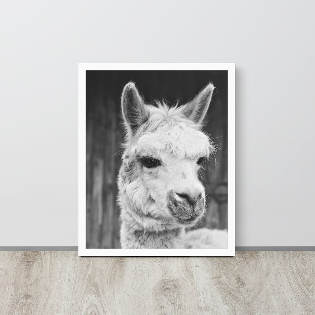 Alpaca -- High Quality -- Framed on photo paper
