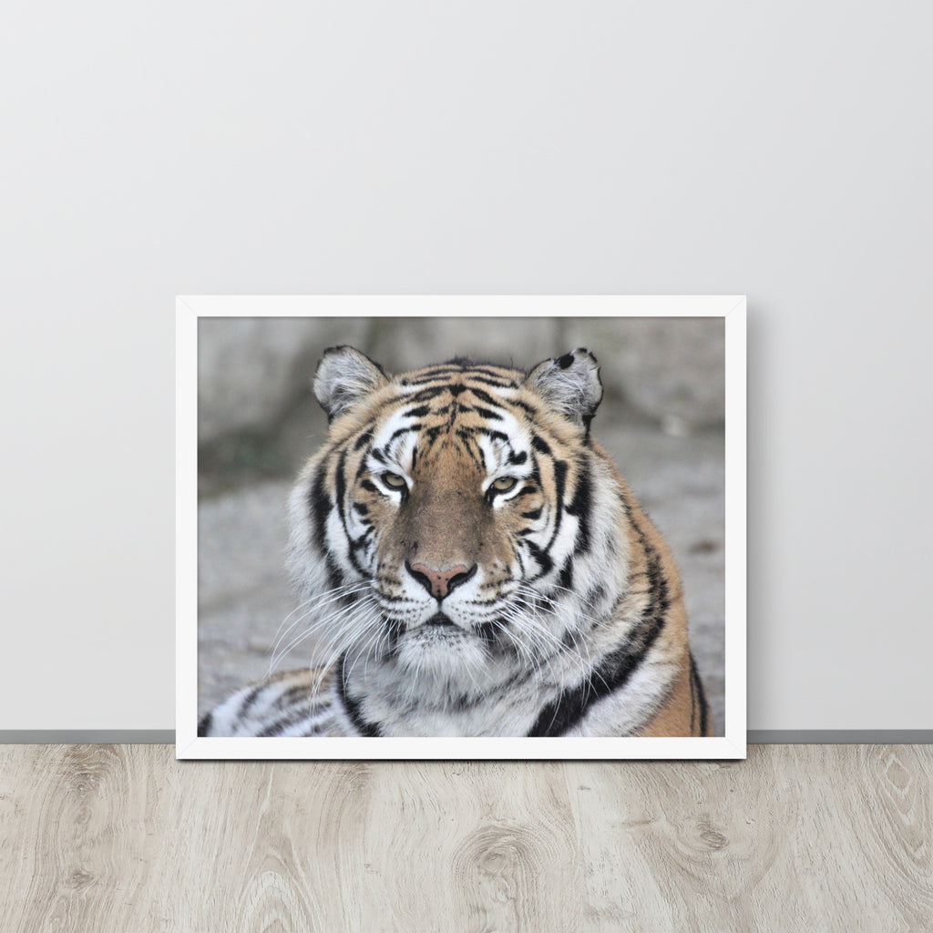 Tiger -- High Quality -- Framed on photo paper