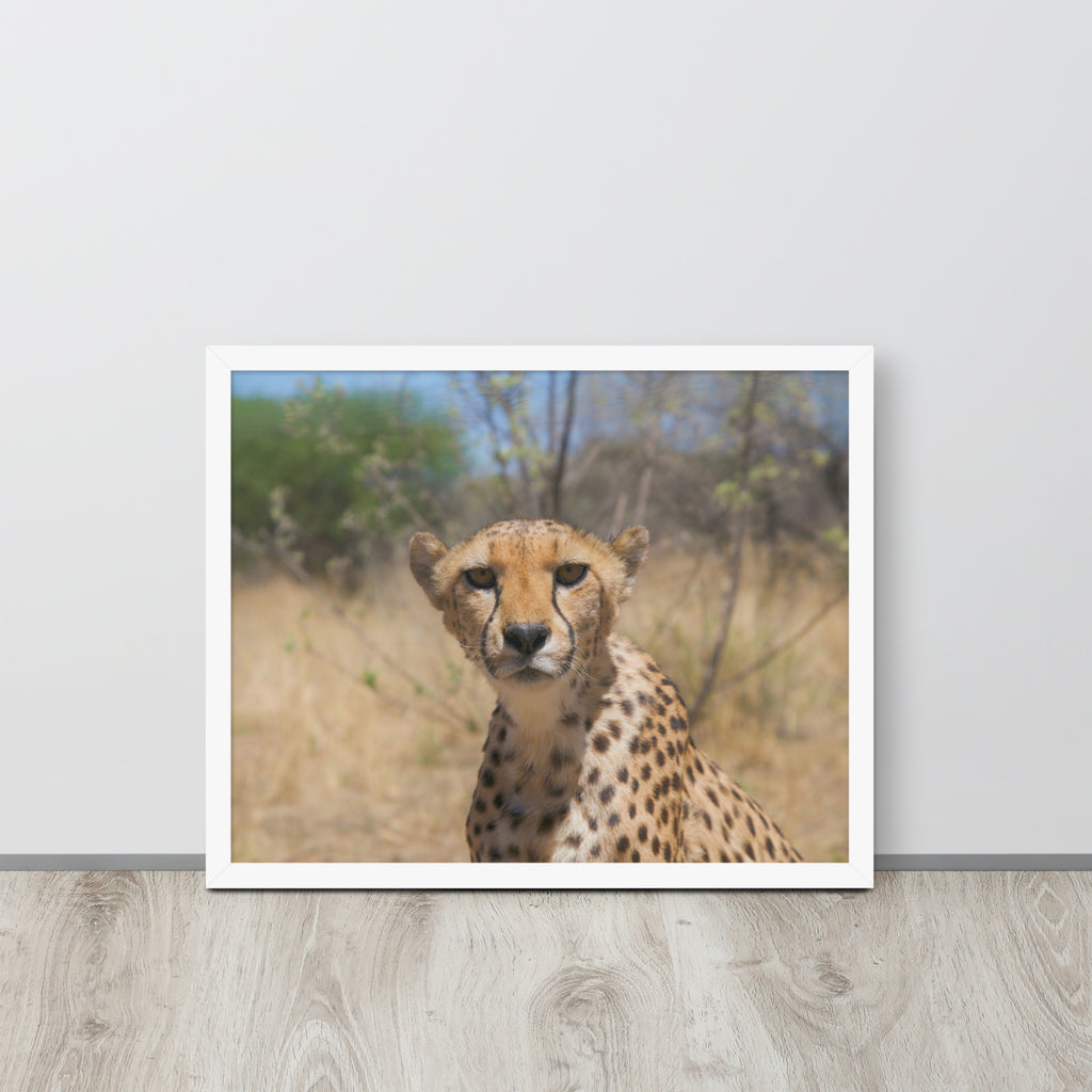 Leopard -- High Quality -- Framed on photo paper