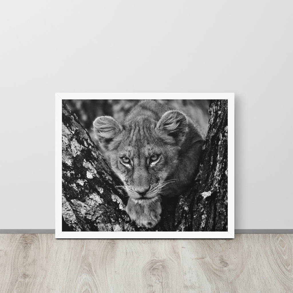Lioness -- High Quality -- Framed on photo paper