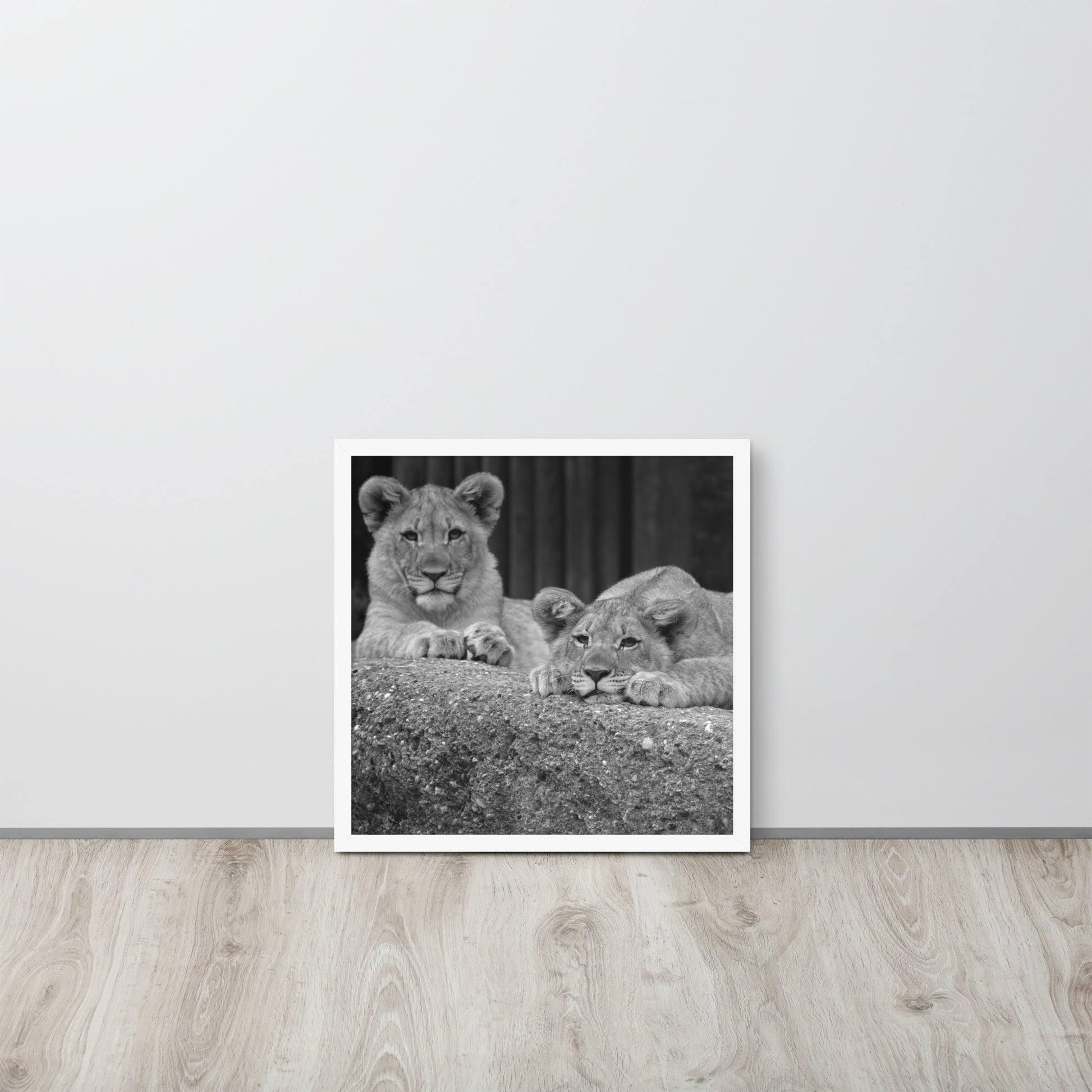 2 Young Lions -- High Quality -- Framed on photo paper