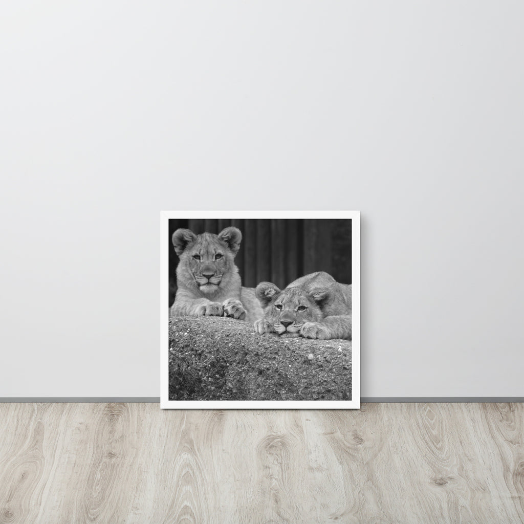 2 Young Lions -- High Quality -- Framed on photo paper