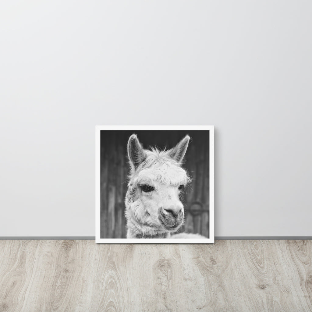 Alpaca -- High Quality -- Framed on photo paper