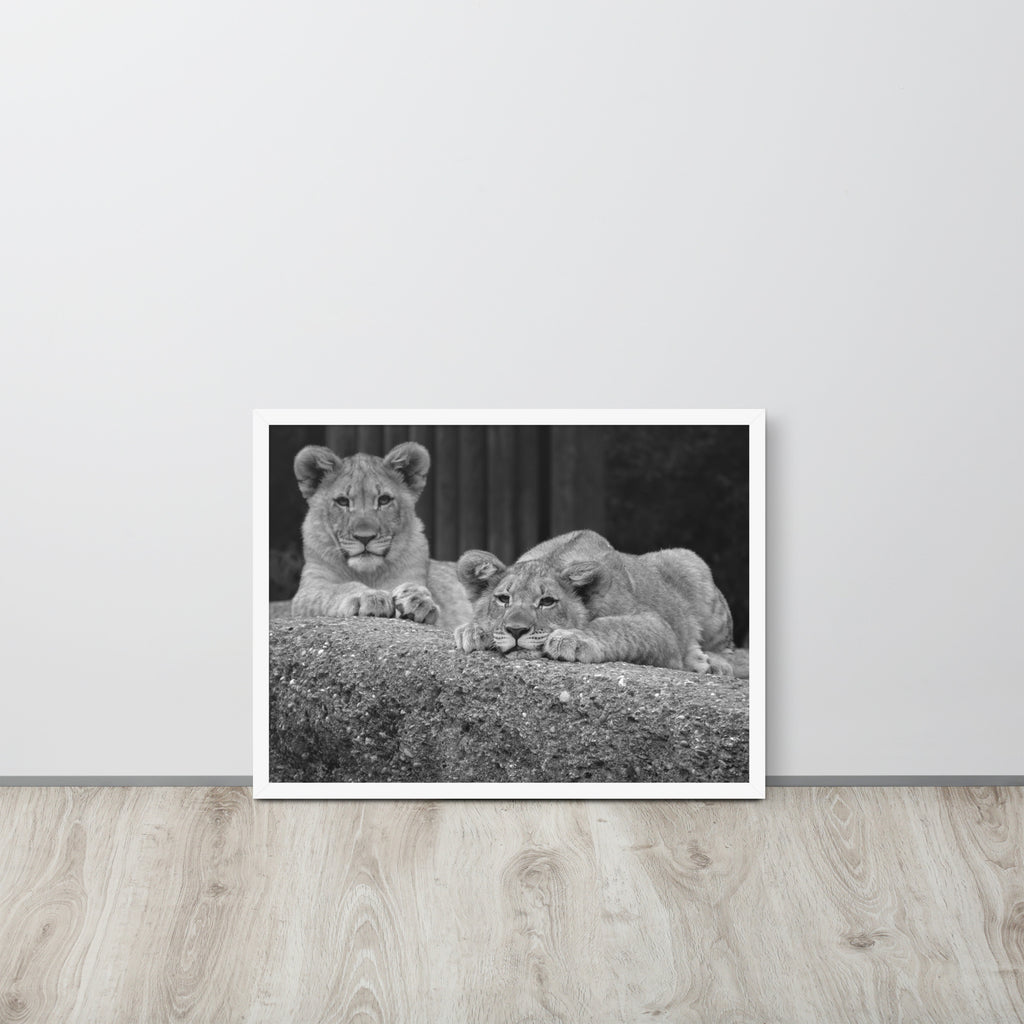 2 Young Lions -- High Quality -- Framed on photo paper