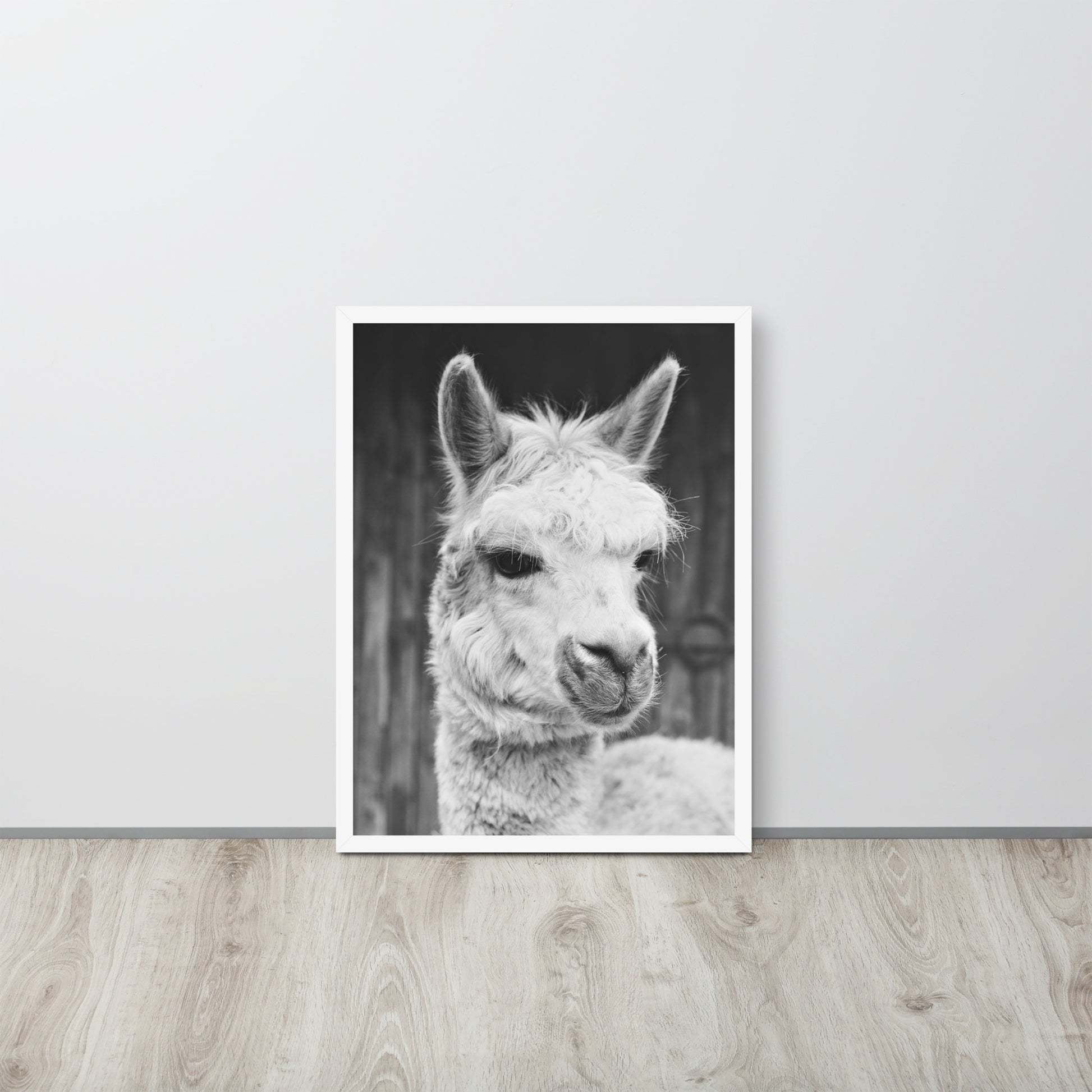 Alpaca -- High Quality -- Framed on photo paper