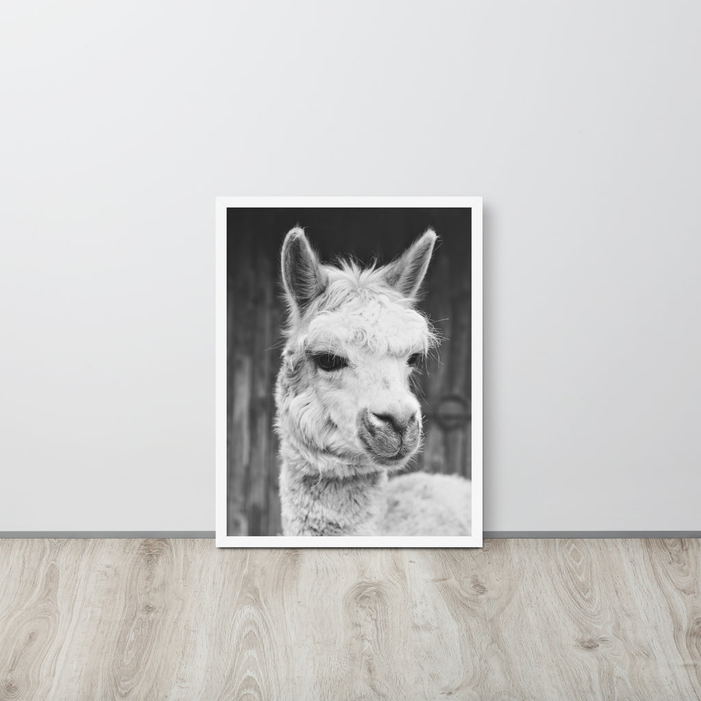Alpaca -- High Quality -- Framed on photo paper