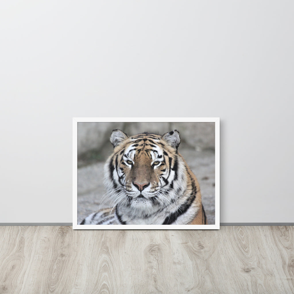 Tiger -- High Quality -- Framed on photo paper