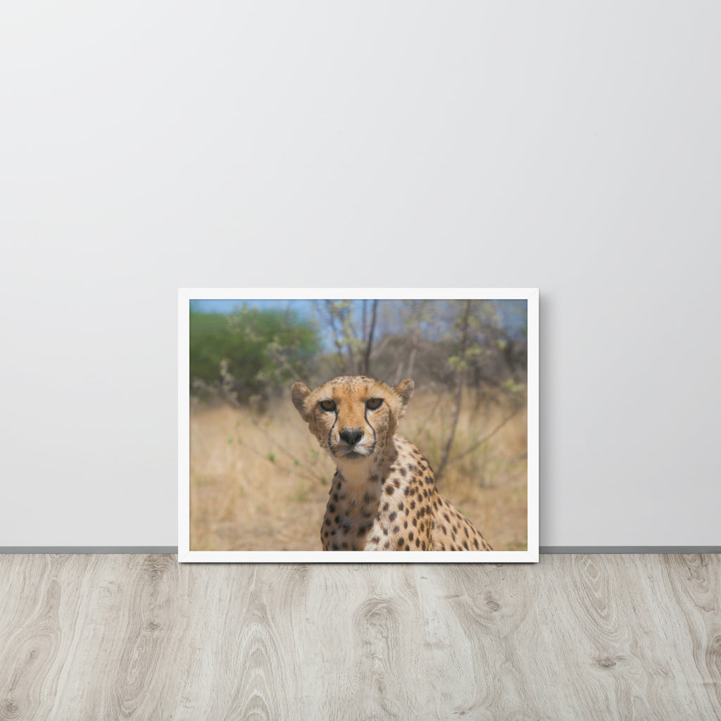 Leopard -- High Quality -- Framed on photo paper