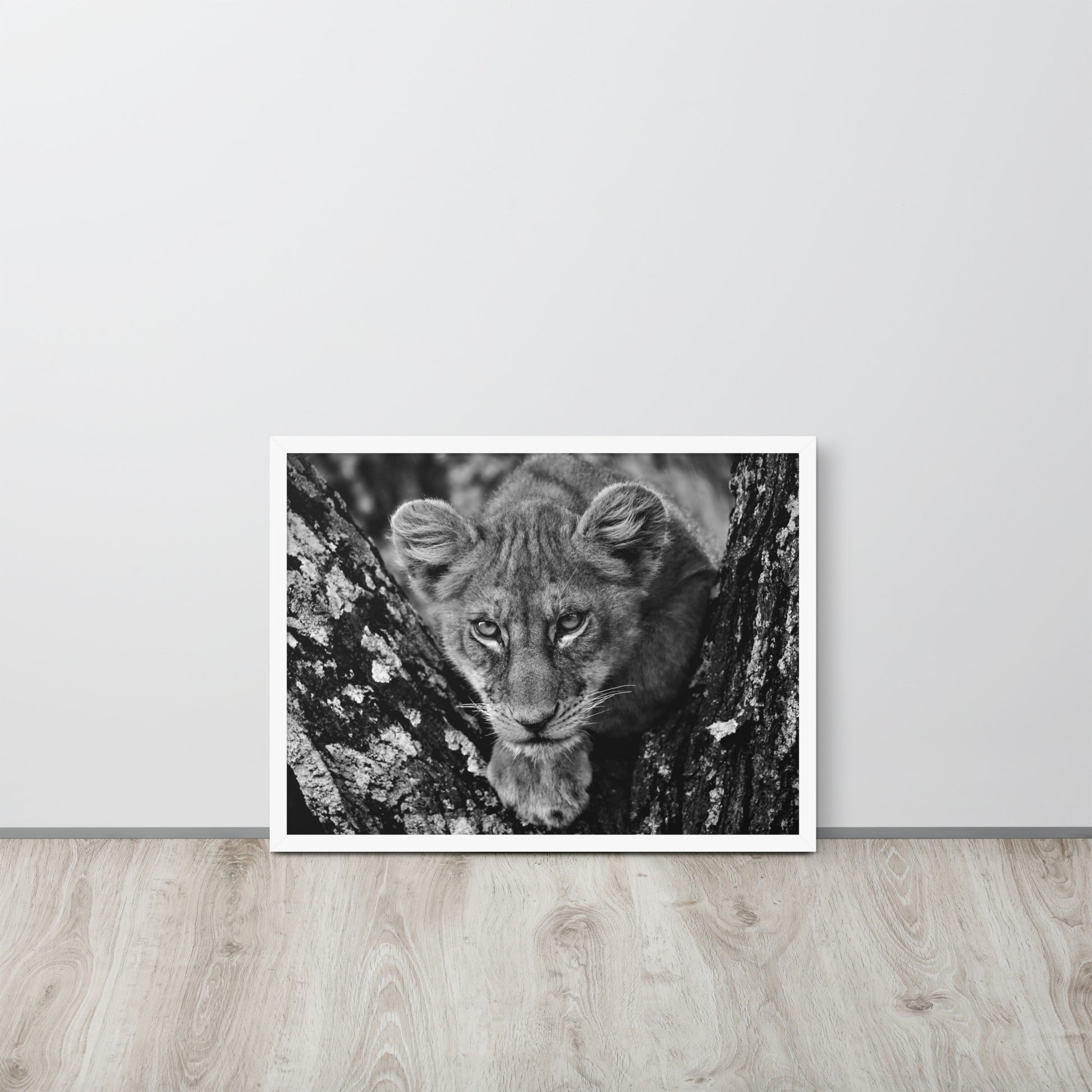Lioness -- High Quality -- Framed on photo paper