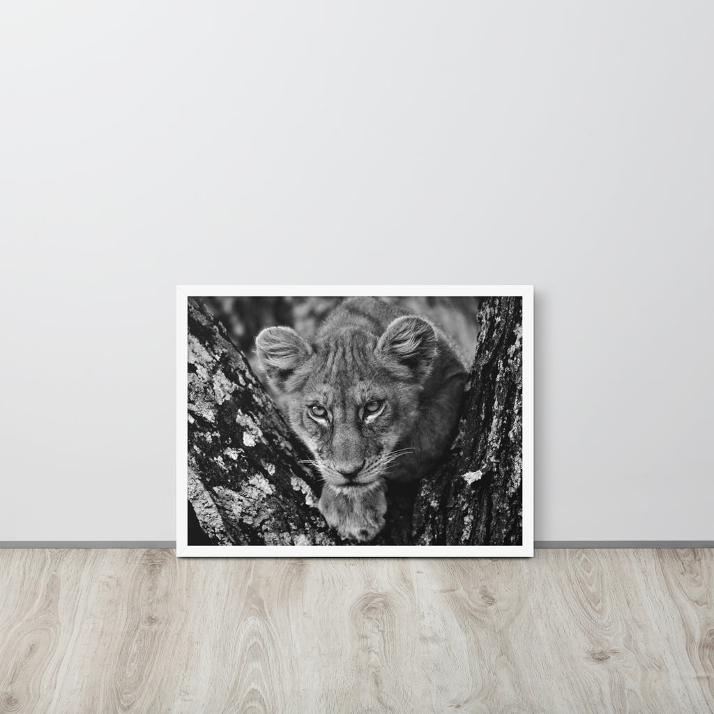 Lioness -- High Quality -- Framed on photo paper
