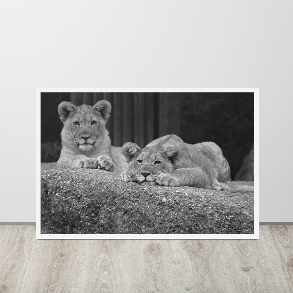 2 Young Lions -- High Quality -- Framed on photo paper